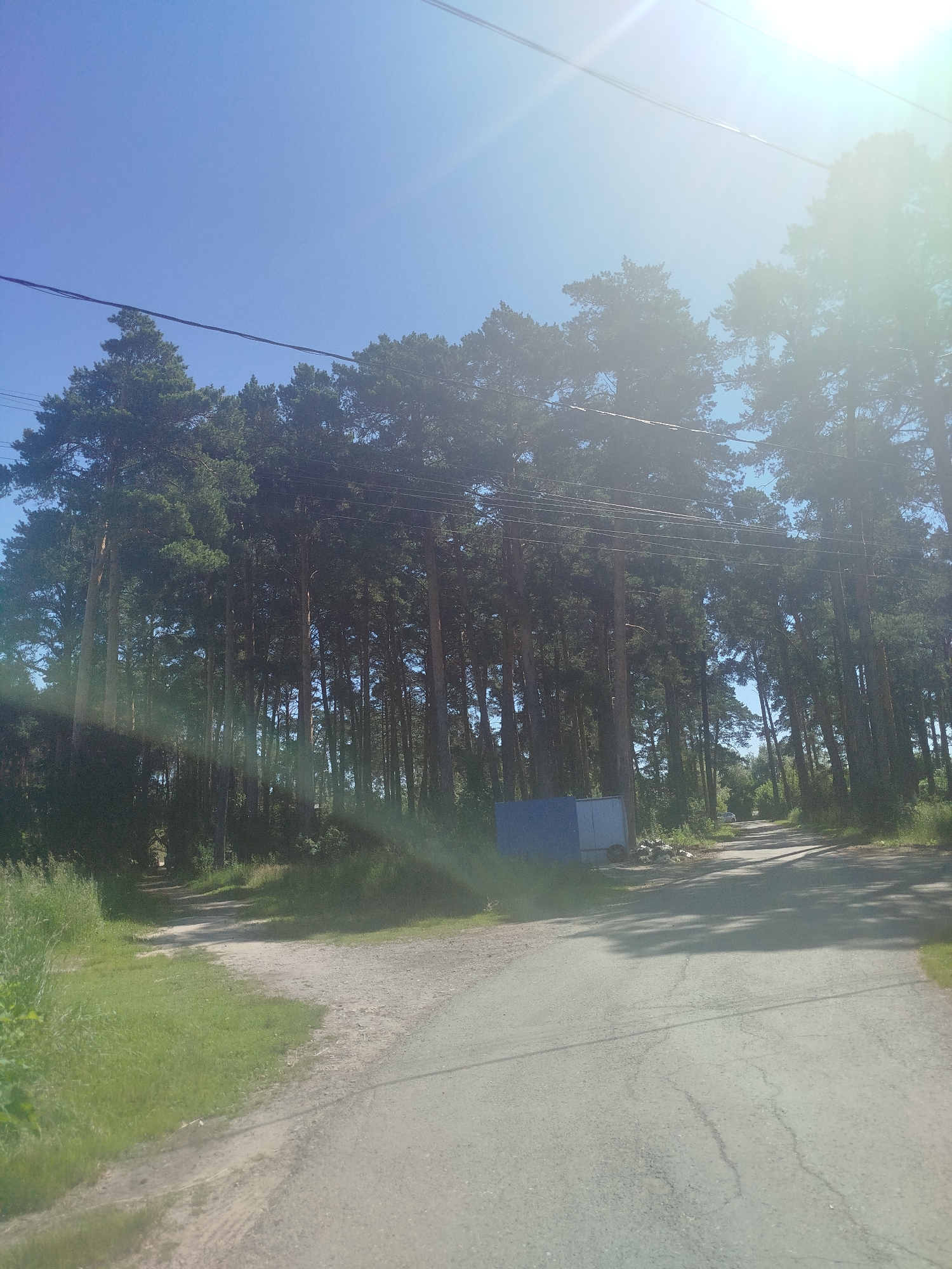The image depicts a rural road passing through a dense forest of tall pine trees under a bright, clear blue sky. A power line runs horizontally across the upper portion of the frame, supported by poles interspersed among the trees. The road appears to be asphalted, with some cracks visible, and branches off into a dirt path on the left. Sunlight streams through the trees, creating dappled shadows on the road and the surrounding grass. On the left side of the road, near the entrance to the dirt path, there is tall green grass and vegetation. To the right of the asphalt road, further down, a light-colored car is visible. In the foreground, to the left of the road, a blue corrugated metal structure is situated. The overall scene suggests a quiet, natural setting on the outskirts of a settlement.