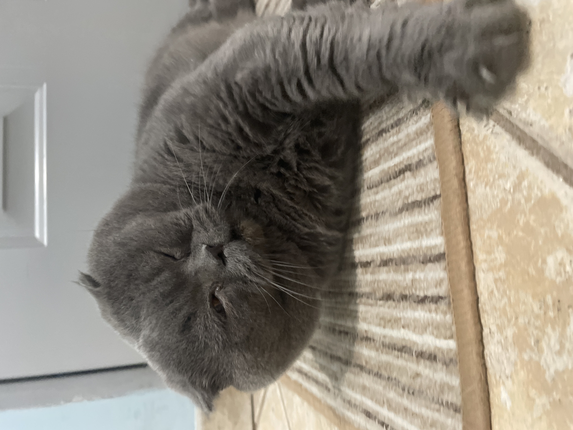 A gray cat with its eyes closed is lying on a surface with a striped pattern. The cat's fur appears soft and dense. Part of a white door is visible in the background. The location is not specified.