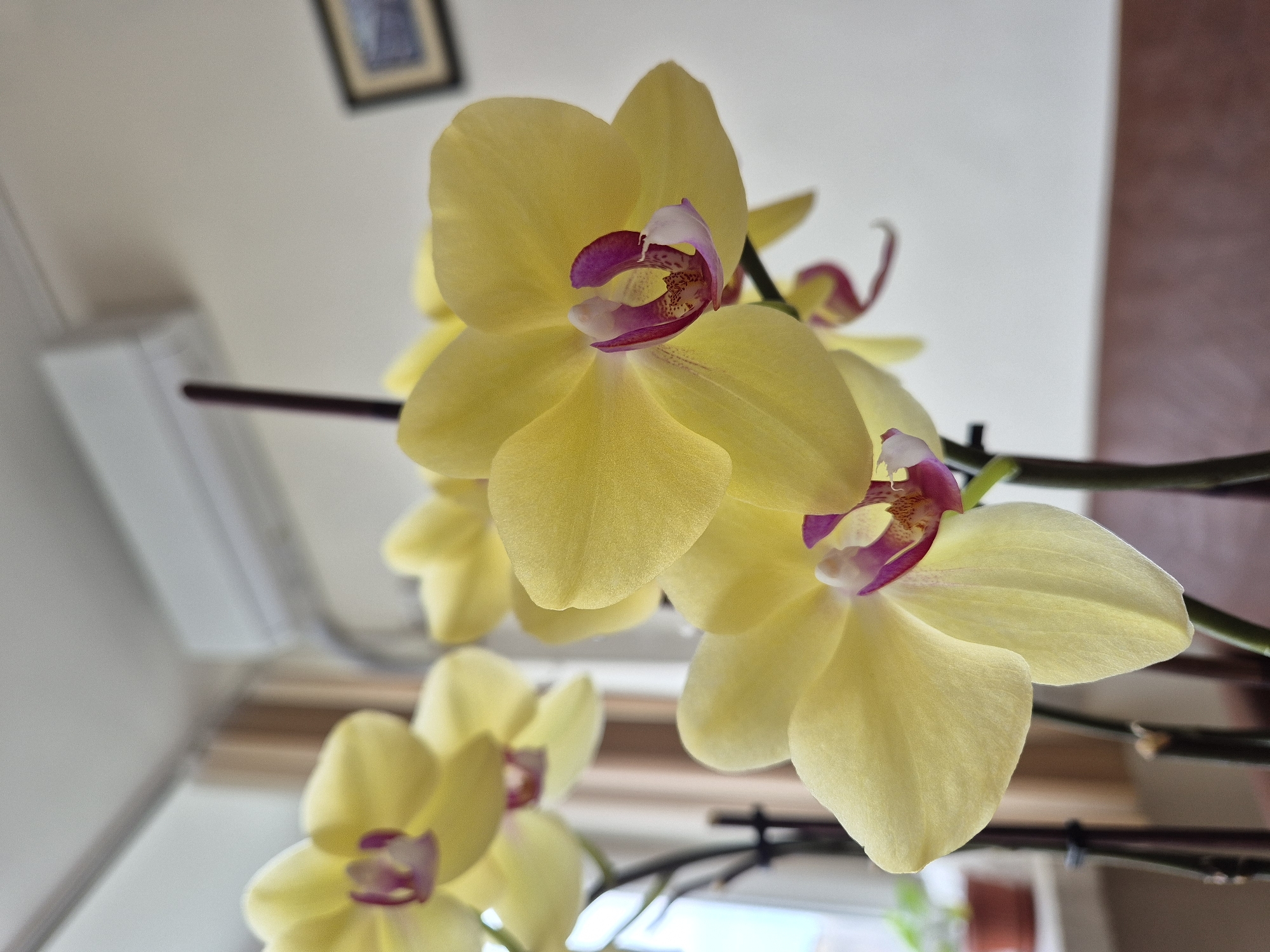 A close-up, upward-angled shot showcases a cluster of yellow orchids with magenta and white centers. The flowers are attached to dark brown stems, with several buds visible. The background is blurred, but elements of an interior are discernible: a white air conditioning unit, a framed picture on a wall, striped blinds, and a hint of greenery from outside the window. The scene is likely indoors, although the exact location in Varna, Bulgaria, cannot be determined without further information. The primary subjects are the orchid flowers.