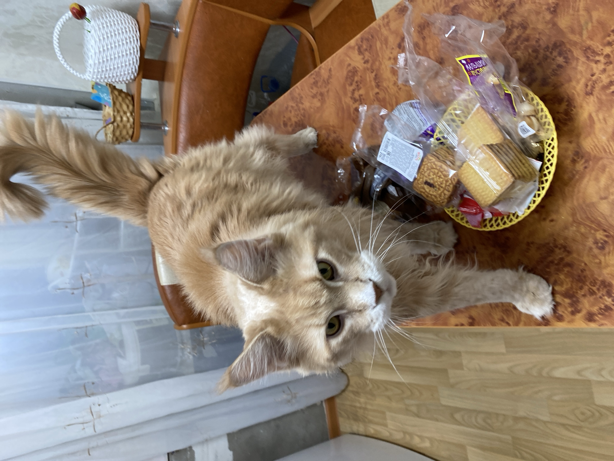 An overhead shot captures a fluffy, light orange and cream-colored cat, possibly a Maine Coon, lying on a wooden table. The cat's head is turned towards the camera, displaying prominent white whiskers and alert green eyes. Its front paws are extended on the table, and its long, bushy tail curls towards the left side of the frame.
The setting appears to be indoors, likely a home, with a warm brown wooden table featuring a mottled pattern. To the right of the cat, a small yellow woven plastic basket holds various packaged snacks, including cookies and crackers in clear plastic bags. On one of the packages, the Russian word "МАЛЫШОК" (MALYSHEK), meaning "Little One," is visible in purple lettering.
In the background, behind the cat's tail, a brown upholstered chair is partially visible. Further back, on a shelf or ledge, two decorative baskets can be seen: a white woven basket adorned with a small red and yellow tulip, and a smaller brown basket beneath it. A white curtain or blind is also visible on the left side of the image, suggesting a window nearby. The floor, visible towards the bottom right, is made of light-colored wood or laminate.
The cat is in a relaxed posture, observing the viewer, suggesting a calm daytime scene in Chaikovsky, Russia.