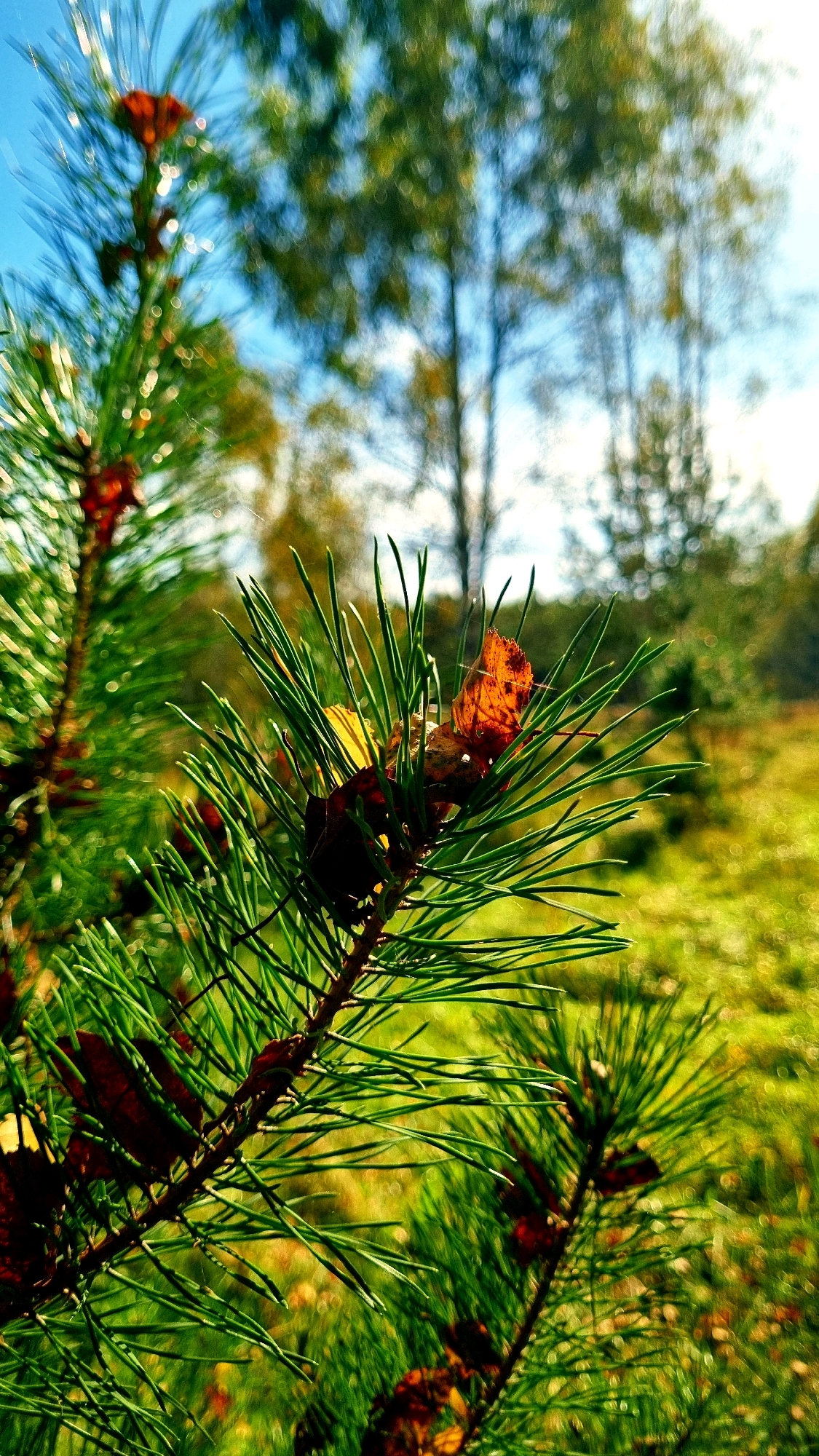 A close-up, low-angle, vertical shot captures a pine branch with vibrant green needles in focus. A small, orange-brown autumn leaf is perched among the needles, its veins clearly visible. Behind the branch, the background is softly blurred, showing a sunlit meadow with patches of green grass and yellowed foliage. Distant trees with green and yellow leaves are visible against a clear blue sky. The scene appears to be located in Vysokoe, Russia, during autumn.