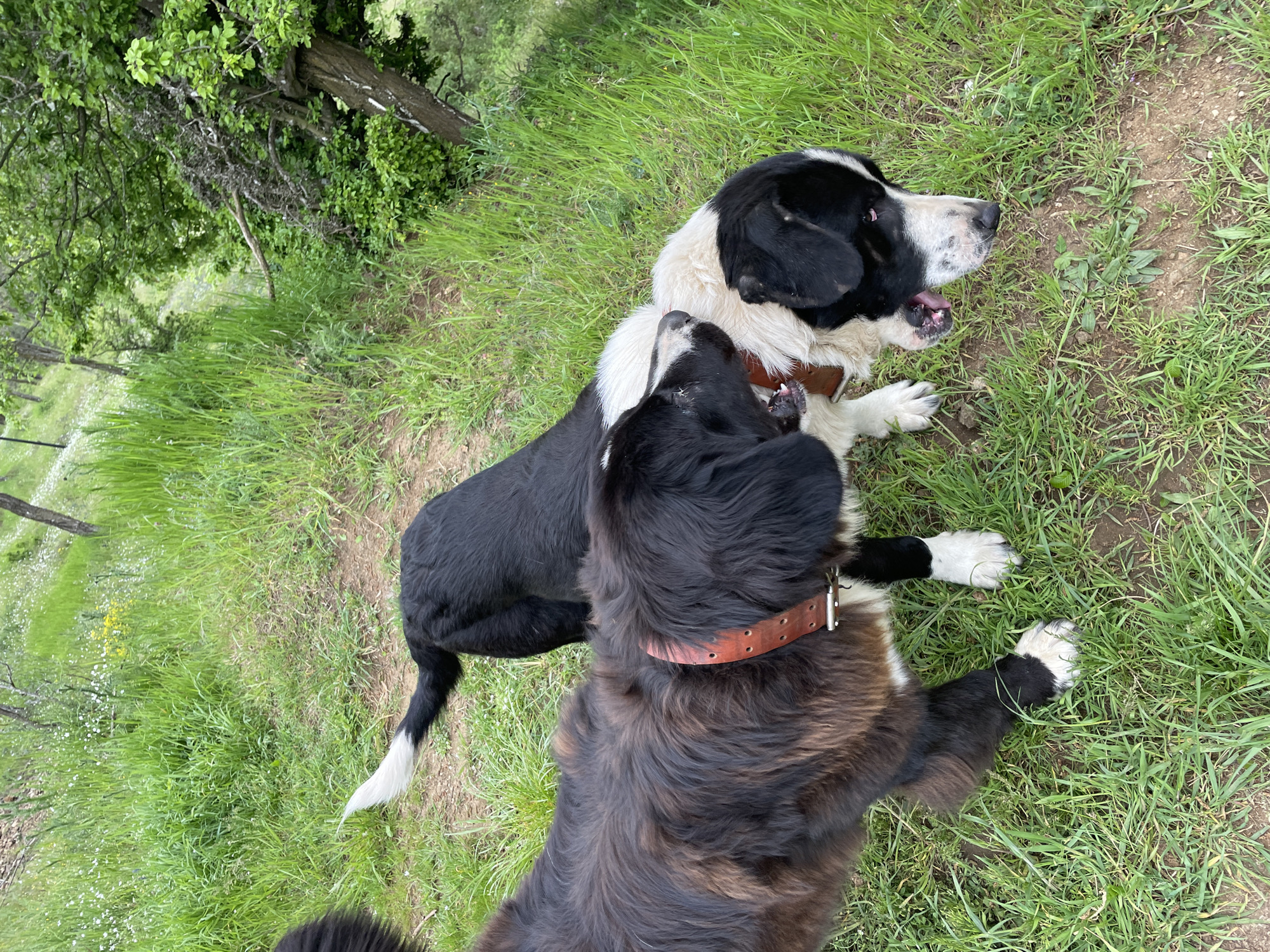 Two dogs are interacting on a grassy surface. One dog is predominantly black with some white markings and is lying on its back. The other dog is black and white and is standing over the first dog. Both dogs are wearing brown collars. The location is Zlatograd, Bulgaria.