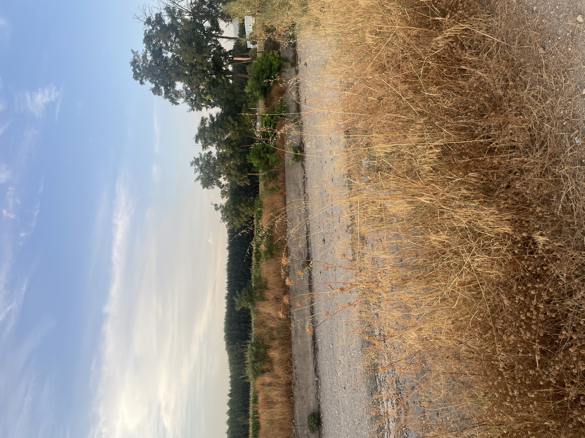 The image depicts an outdoor scene with a dry riverbed in the foreground. The riverbed is filled with light-colored gravel and stones. Tall, dry, golden grasses and thorny weeds line the edges of the riverbed, with some dry, spiky seed heads visible in the middle ground. A concrete retaining wall runs along the far side of the riverbed. Beyond the wall, a dense line of dark green trees forms a natural barrier. Further back, a field of dark green crops, possibly corn, extends to the horizon. Several deciduous trees with full green canopies are scattered in the middle ground, some with lighter green foliage. The sky above is a pale blue with scattered white, wispy clouds. The overall impression is a dry, rural or semi-rural landscape. There are no people or animals visible in the image. The scene appears to be a natural landscape, possibly in a park or undeveloped area within or on the outskirts of Santa Fe, Spain.
