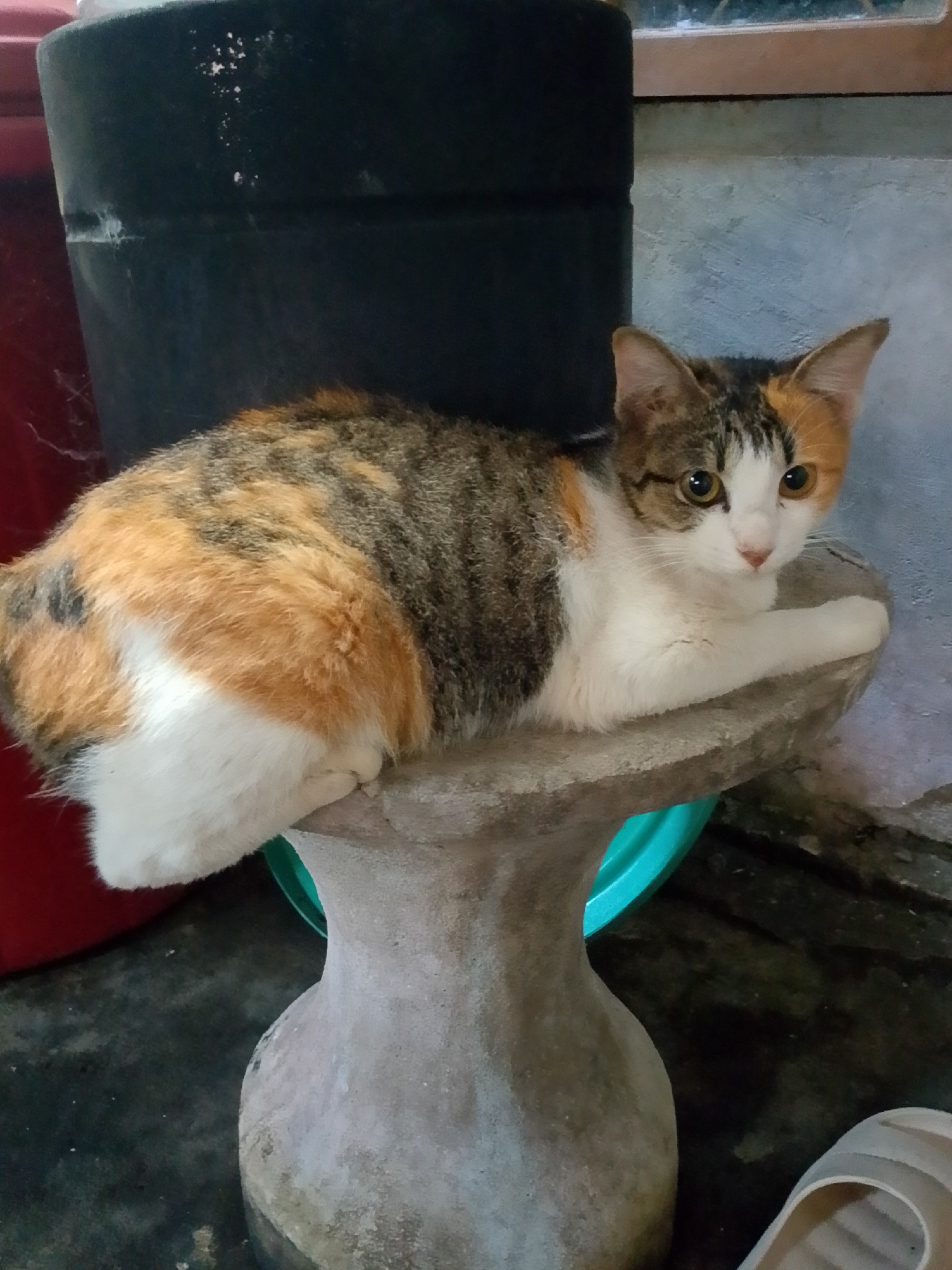 A calico cat is resting on a grey, pedestal-like object. The cat's fur is a mix of white, orange, and grey tabby markings. It is looking towards the viewer with its head slightly turned. The background consists of a large black cylindrical object, a red object to the left, and a grey, textured wall behind the cat. The floor is dark and appears to be concrete. There is a sliver of a turquoise object visible beneath the pedestal. A light-colored sandal is in the lower right corner of the image. The setting appears to be an outdoor or semi-outdoor area, potentially a yard or patio, in Se'pon, Indonesia.