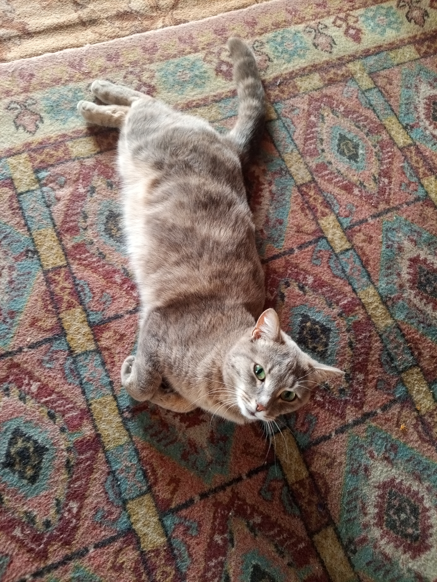 An adult, short-haired, grey tabby cat is lying on its back on a patterned rug. The cat's paws are tucked in close to its body and its eyes are open. The rug is a mix of red, blue, yellow, and black patterns. The image was taken indoors in what appears to be a domestic setting. There are no people visible in the image. The exact location in Pankrushikha, Russia cannot be determined from the image alone.