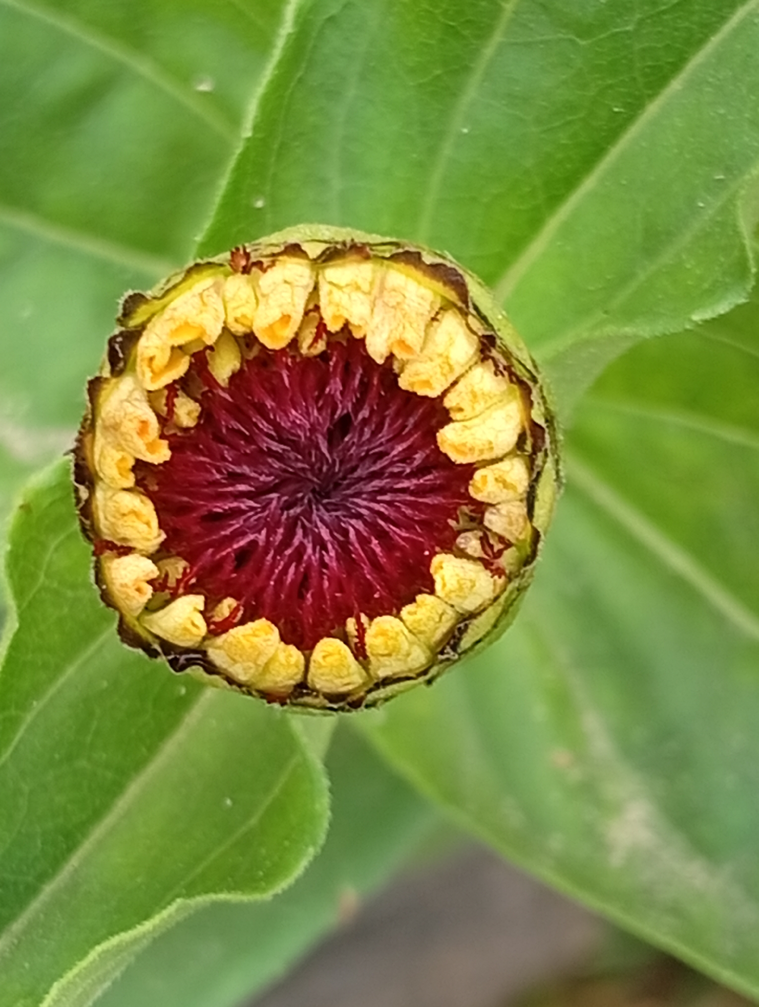 A close-up, overhead view captures an unopened flower bud, likely a zinnia, in the center of the frame. The bud is surrounded by large, lush green leaves that fill the background. The bud itself is spherical, with a green outer casing that is partially unfurled, revealing tightly packed, yellow petals. The center of the bud is a deep, vibrant purple, with delicate, thread-like filaments radiating outwards. The lighting is bright, suggesting it is daytime, and there are no people or animals visible in the image. The setting appears to be a garden or natural outdoor environment, with the leaves suggesting a thriving plant. The image was taken in an unknown location within an unknown city.