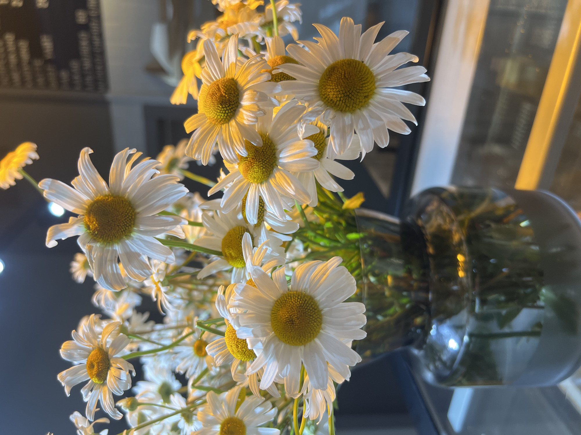 A close-up shot captures a bouquet of daisies in a vase, presented from a low angle. The daisies, with their white petals and yellow centers, are the primary subjects. The vase appears to be made of dark glass and is positioned on the right side of the frame. In the blurred background, elements suggest an indoor setting with some artificial lighting creating warm glows and reflections on the vase and surrounding surfaces. A dark, out-of-focus surface with what appears to be text on it is visible in the upper left quadrant of the image. The lighting, with its warm tones, suggests either evening or an indoor environment with warm light sources. The overall mood is serene and focused on the natural beauty of the flowers.