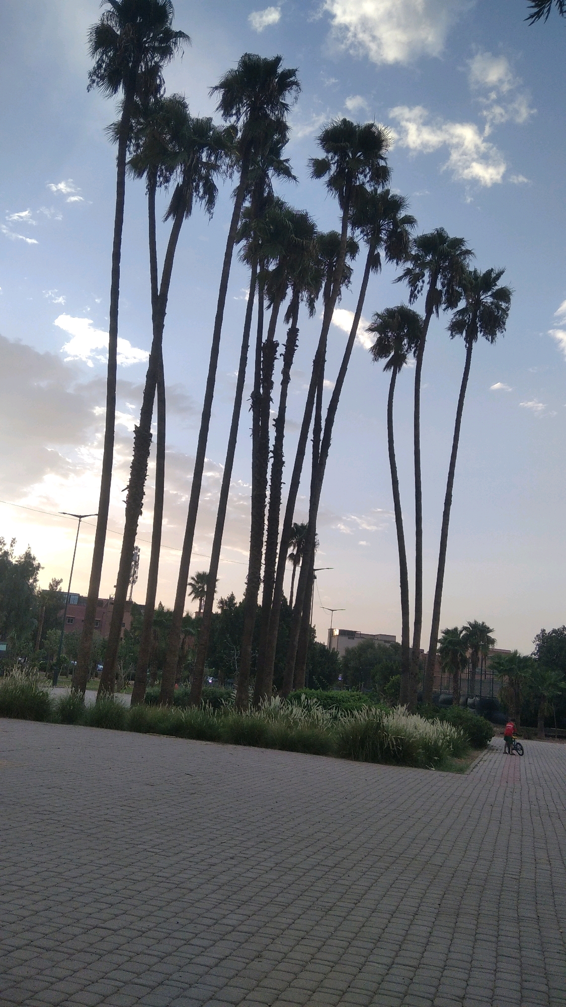 The image depicts a park-like setting with numerous tall palm trees dominating the foreground and mid-ground, silhouetted against a hazy sky with scattered clouds. The ground in the foreground is paved with gray interlocking bricks, forming a patterned surface. To the right, a young child wearing a red shirt is standing next to a bicycle on the paved area. In the background, there are more trees, some buildings, and streetlights, suggesting an urban environment. The overall scene suggests an outdoor public space, likely a park or a promenade, in Marrakesh, Morocco, given the characteristic presence of palm trees and the architectural style of the buildings visible. The lighting indicates it is either early morning or late afternoon, with soft, diffused light.