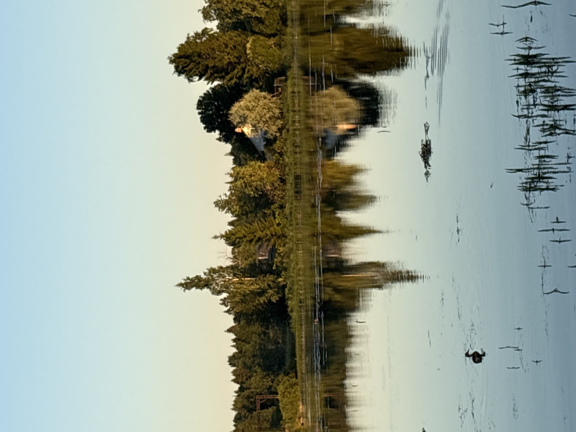In the city of Chikino, Russia, a serene lake reflects a clear, pale blue sky at sunset. The far bank of the lake is lined with a dense forest of various trees, including tall evergreens and birches. Among the trees, a small, light-colored house with a reddish-brown roof is visible, suggesting a rural or semi-rural setting. The water's surface is calm, with subtle ripples and the reflections of the trees and the sky. A single duck swims in the foreground of the lake, its dark silhouette stark against the placid water. The overall scene conveys a sense of tranquility and natural beauty.
