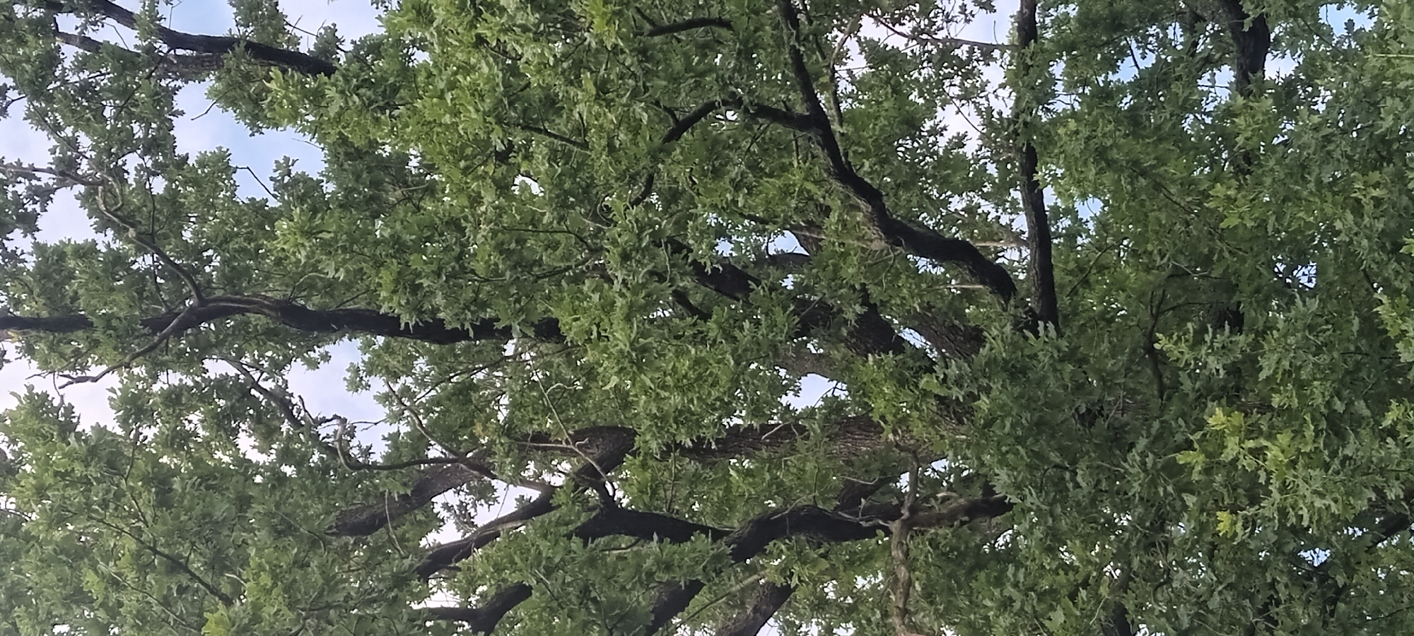 The image shows a close-up view of the canopy of a large oak tree. The tree has thick, dark branches and dense green foliage, with some sky visible through the leaves. There are no people, animals, or man-made objects visible in the image. The photograph appears to have been taken from below, looking up into the tree. The location in the city of Koviahy, Ukraine is not evident from the image itself.