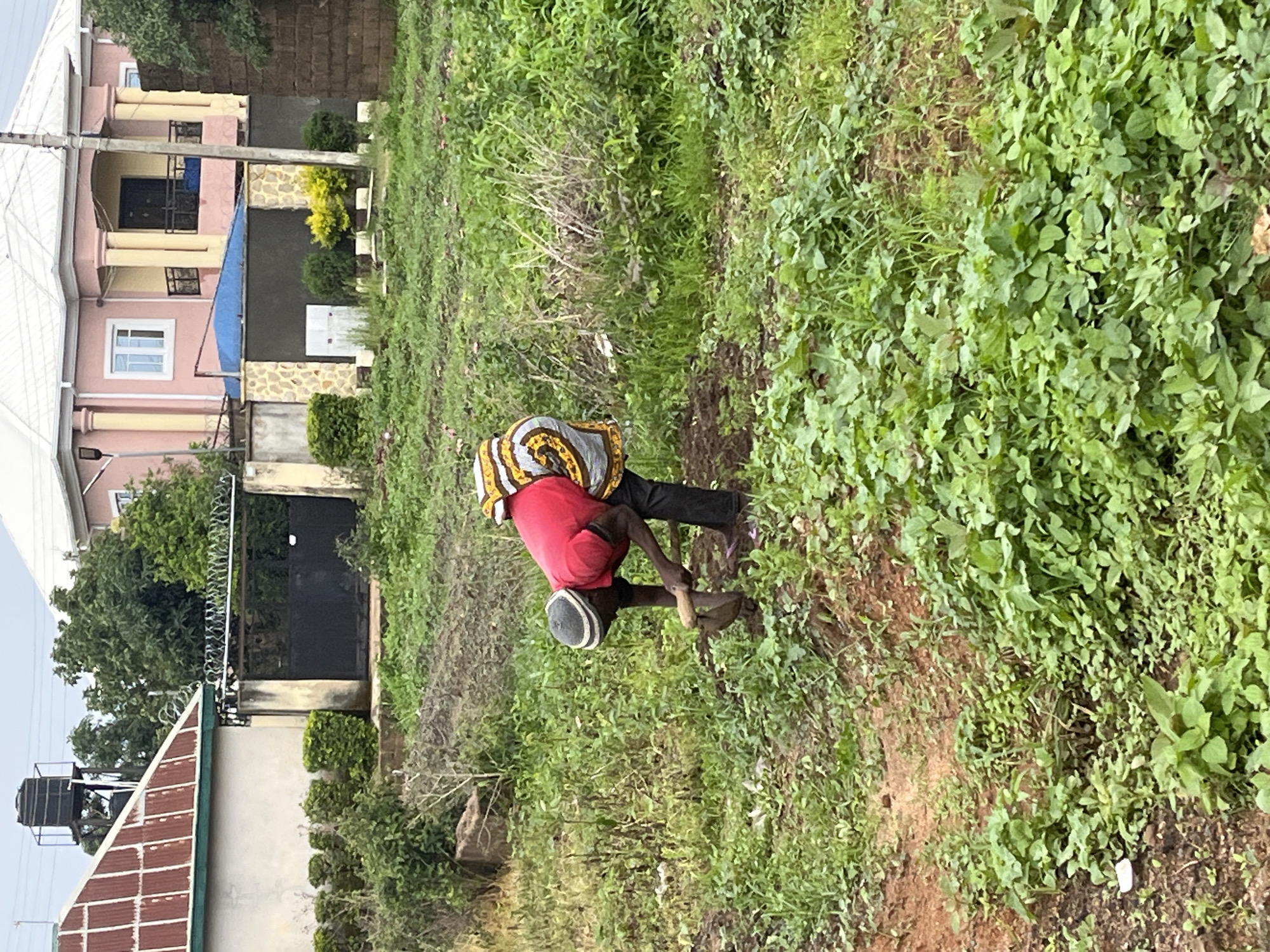 A person wearing a red shirt, black pants, and a grey cap is working in a grassy, uneven field. They are bent over, using a shovel to dig into the earth. The person has a colorful patterned cloth wrapped around their waist. In the background, there are buildings, a fence, and trees. To the left, a building with a corrugated metal roof and a water tank on a platform is visible. Further in the background, a pink and yellow house with a white roof stands out. The scene appears to be in an outdoor, semi-rural setting, possibly within the city of Jos, Nigeria, given the architectural styles and vegetation.