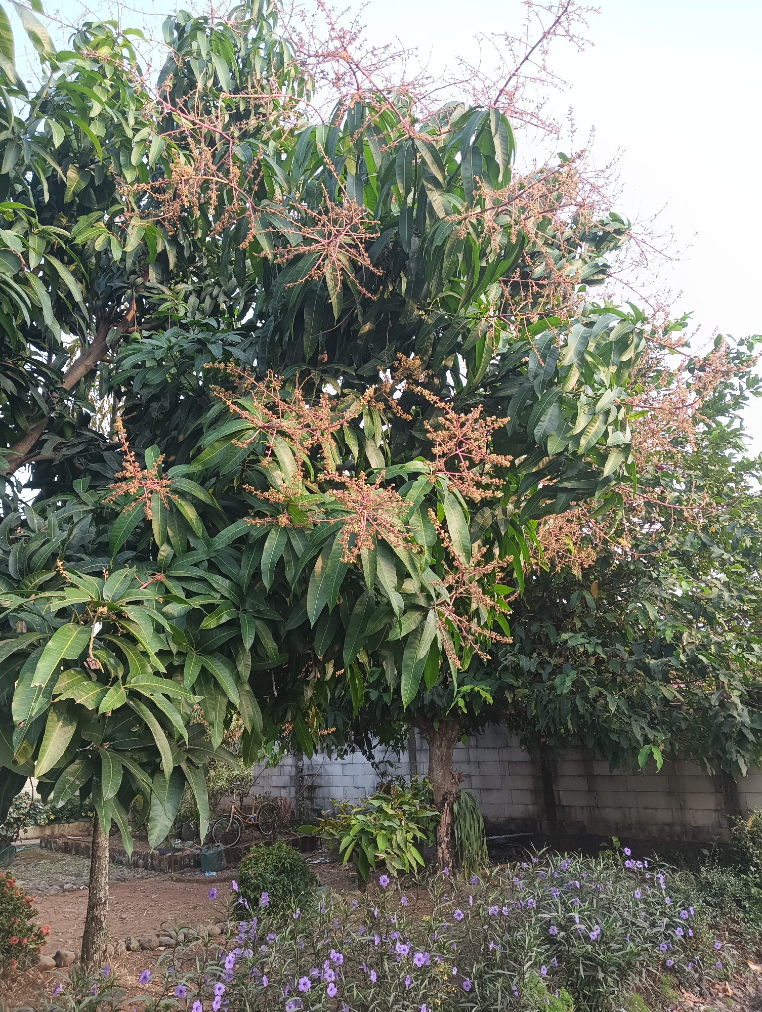 This is a medium-shot, eye-level, outdoor, daytime photograph of a mango tree with developing fruit clusters in Tayu, Indonesia. The mango tree is in full bloom with numerous clusters of small, light brown flowers on reddish branches. Its large, dark green leaves fill the upper half of the frame. To the right of the mango tree, another tree with lighter green foliage is visible. In the foreground, a patch of small purple flowers with green leaves is growing. Behind the trees and flowers, a light gray cinder block wall runs horizontally across the image. A portion of a bicycle is visible behind the mango tree, leaning against the wall. The ground is covered with brown soil and scattered gray stones. The sky is bright white, suggesting it is a clear day.