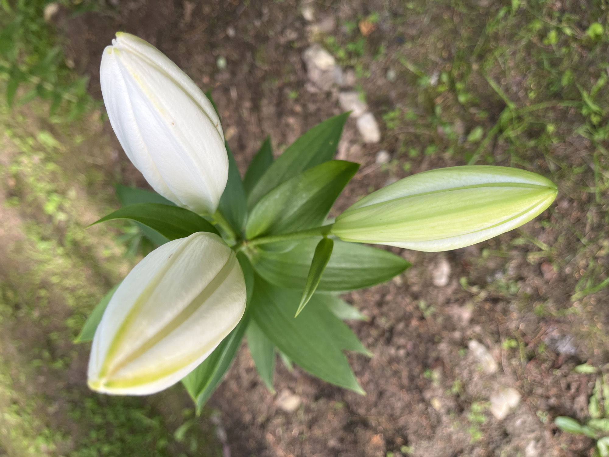 In Yakushevo Domozerovskogo Sel'soveta, Russia, a cluster of three white lily buds is captured in a close-up, top-down shot. The buds, varying in their stage of development, are arranged on a green stalk amidst lush green leaves. Two buds at the top are almost fully formed and appear to be nearing their bloom, while a third bud at the bottom is still tightly closed and has a more pronounced green hue. The background is a soft blur of dark soil and patches of green foliage, suggesting an outdoor garden setting. The lighting appears natural, casting subtle shadows and highlighting the delicate texture of the petals. There are no people or animals present in the frame.