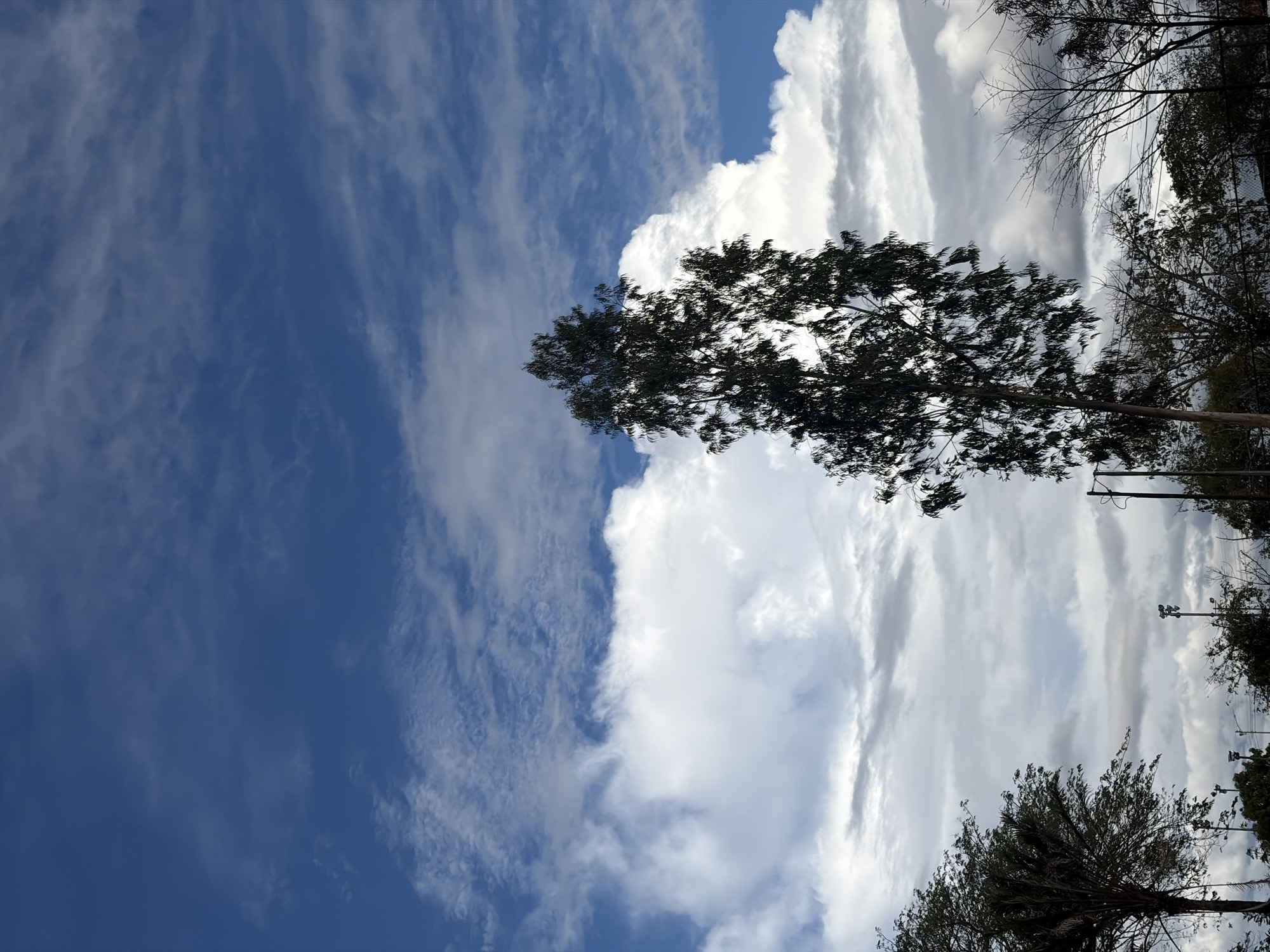 An outdoor vertical photograph captured in Ciudad Guayana, Venezuela, depicts a dynamic sky above a vegetated urban landscape during daylight hours. The upper two-thirds of the image features a deep blue sky transitioning to lighter blues, populated by wispy white cirrus clouds spread across the top, and larger, fluffy white cumulus clouds dominating the mid-section, with a particularly prominent formation in the center-right. The lower third of the frame shows a dark, silhouetted line of vegetation and infrastructure. A tall, slender tree with dense, dark, elongated foliage and a lighter-colored visible trunk stands centrally in the foreground, partially obscuring the cumulus clouds. To the far left, a section of a palm tree is visible, also silhouetted. Below and between the main trees, several utility poles equipped with multi-directional light fixtures are discernible, along with faint power lines. A dark, possibly metal, fence or railing extends horizontally across the very bottom of the frame, behind the lower vegetation. No individuals are present, and no actions or interactions are depicted.