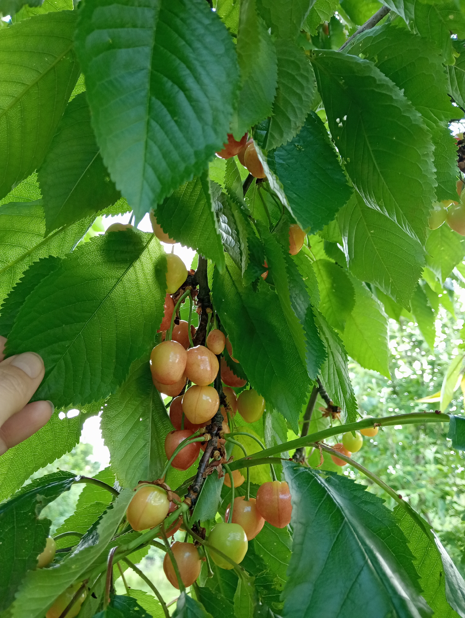 A close-up, upward-angle photograph captures a cluster of ripening cherries on a tree branch in Babyn, Ukraine. Numerous cherries, ranging in color from light green and yellow to orange and reddish-orange, are visible, some exhibiting a two-toned coloration indicative of partial ripening. These fruits hang from slender green stems attached to darker brown branches, partially obscured by large, vibrant green leaves. The leaves display prominent venation and serrated margins, with some showing minor damage. A human hand, featuring a thumb and forefinger, is present in the lower-left quadrant, holding or touching one of the large leaves. Bright, natural light filters through and around the foliage, creating illuminated areas and backlighting effects. The background is heavily blurred with diffuse green and white light, suggesting an outdoor garden or orchard setting.