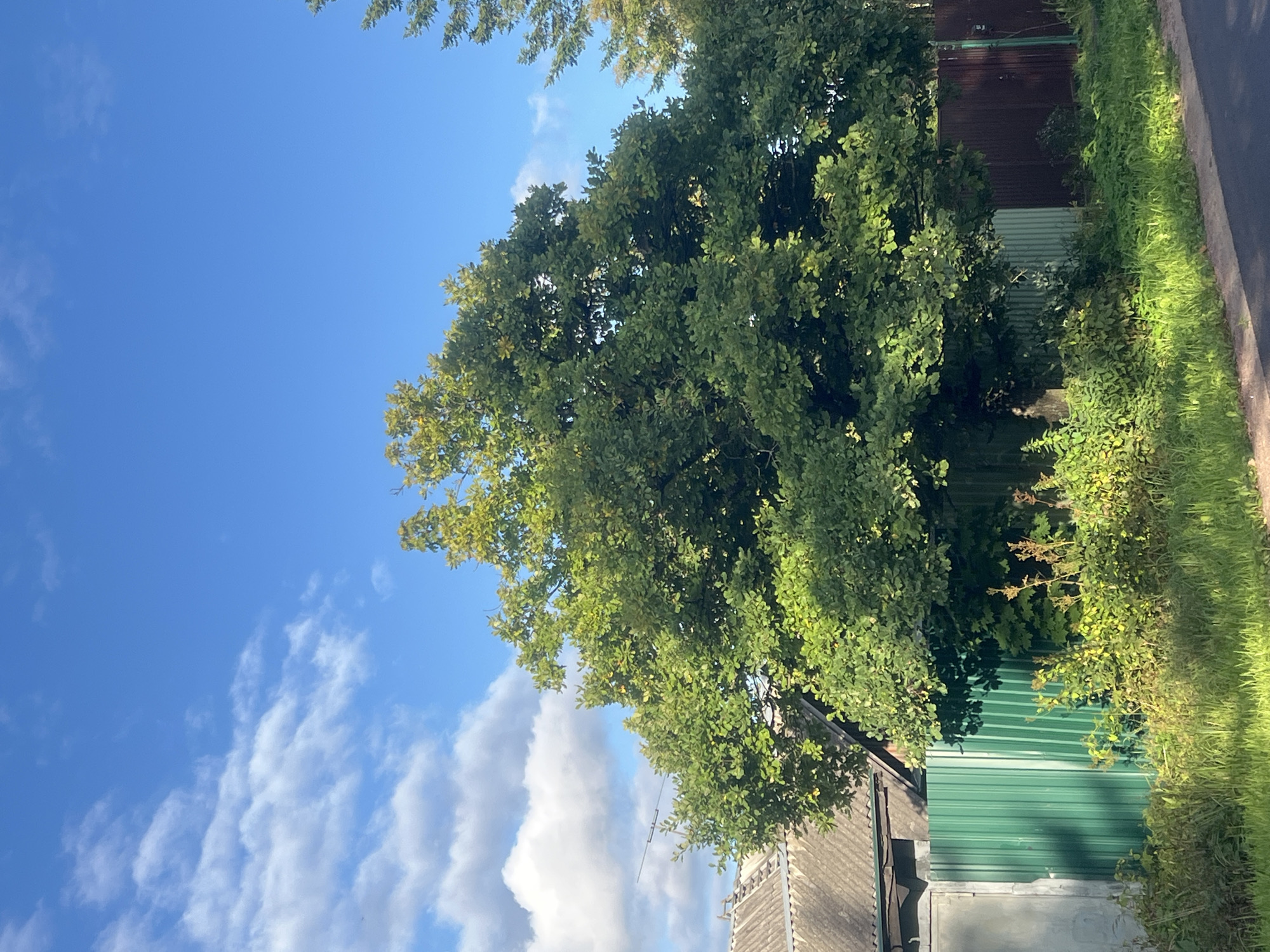 The image shows a large, leafy green tree in Otradnoye, Russia, with a bright blue sky and scattered white clouds above. In the background, a gray-shingled roof of a house is visible, along with a green corrugated metal fence. Some vegetation and grass are growing in front of the fence, and a dark road runs along the bottom of the frame. The sunlight casts shadows on the scene, indicating it is daytime. There are no people or animals visible in the image.