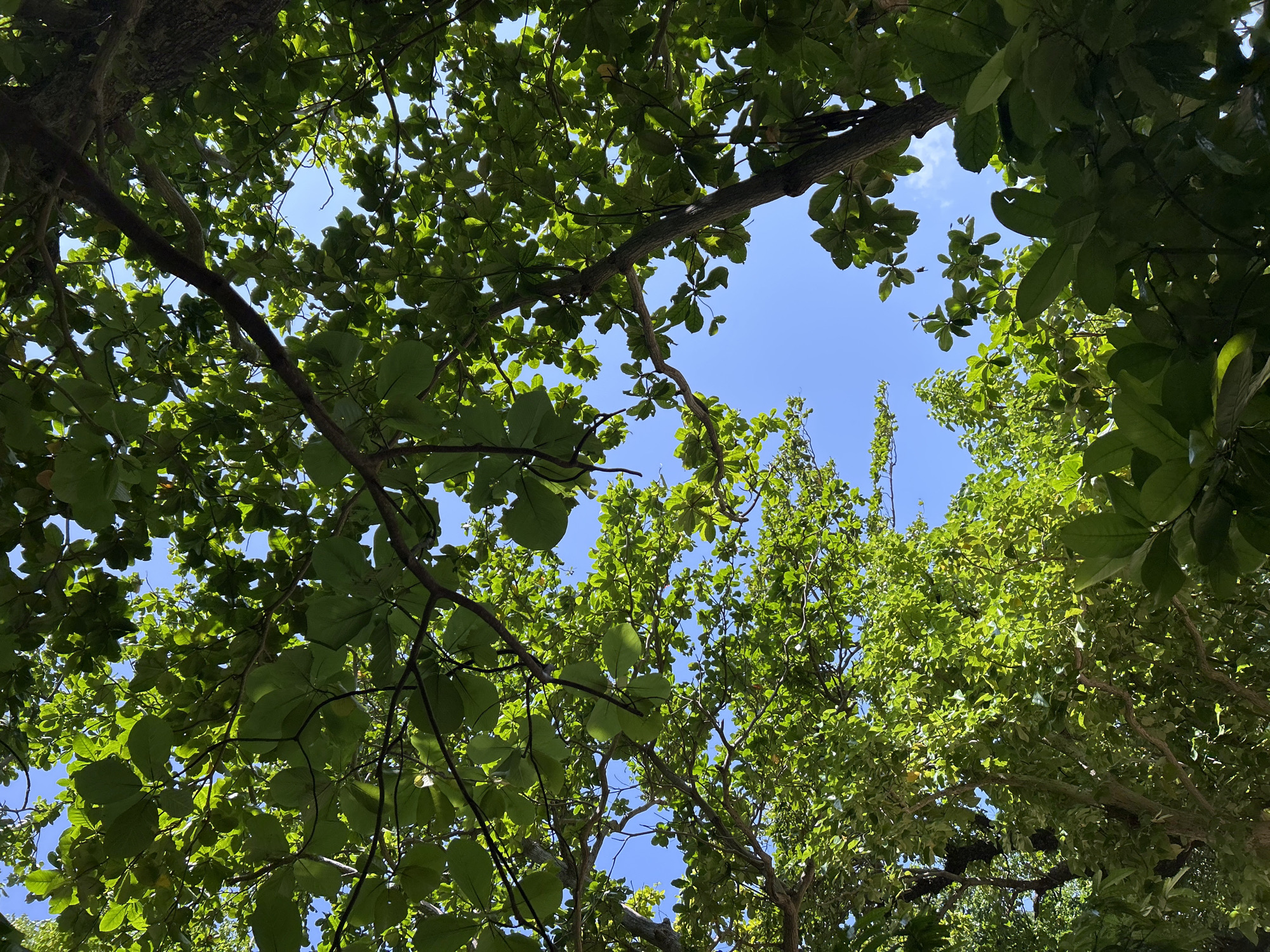 An upward-facing shot captures the lush green canopy of trees against a bright blue sky in Ao Nang, Thailand. Sunlight filters through the dense foliage, illuminating the leaves and branches. The scene is dominated by various shades of green from the different trees, with some leaves appearing lighter where the sun hits them directly. The sky is a clear, vibrant blue, with only a few wisps of white clouds visible in the upper right portion of the image. The perspective suggests the viewer is standing directly beneath the trees, looking up. There are no people or animals visible in the frame.