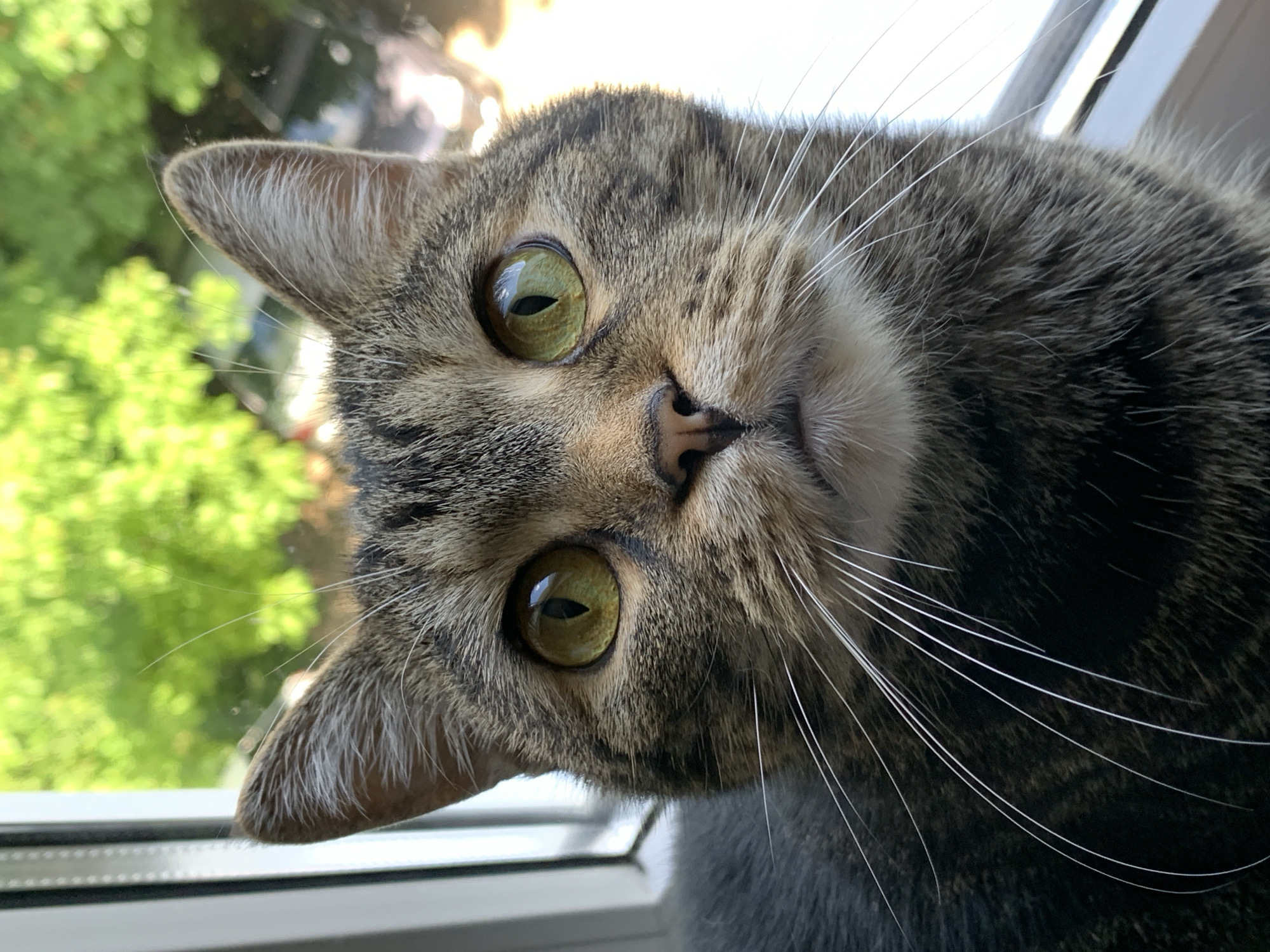 A domestic short-haired cat, exhibiting a brown, black, and grey mackerel tabby pattern, is centered in a close-up headshot. The cat's face is positioned directly towards the viewer, featuring prominent vivid green-amber irises with large, round, dark pupils that reflect distinct specular highlights. Its pinkish-brown nose and closed mouth are visible below the eyes, framed by numerous long, white vibrissae extending laterally. The cat's pointed ears (pinnae) are erect, with fine white fur lining their inner surfaces. The subject is situated indoors in front of a window, with a white vertical window frame visible on the left side of the image. The outdoor environment, seen through the window, consists of defocused green foliage, suggesting a vegetated setting. The scene is well-lit by natural daylight. The location is an unspecified building within the city of Unknown, Unknown.