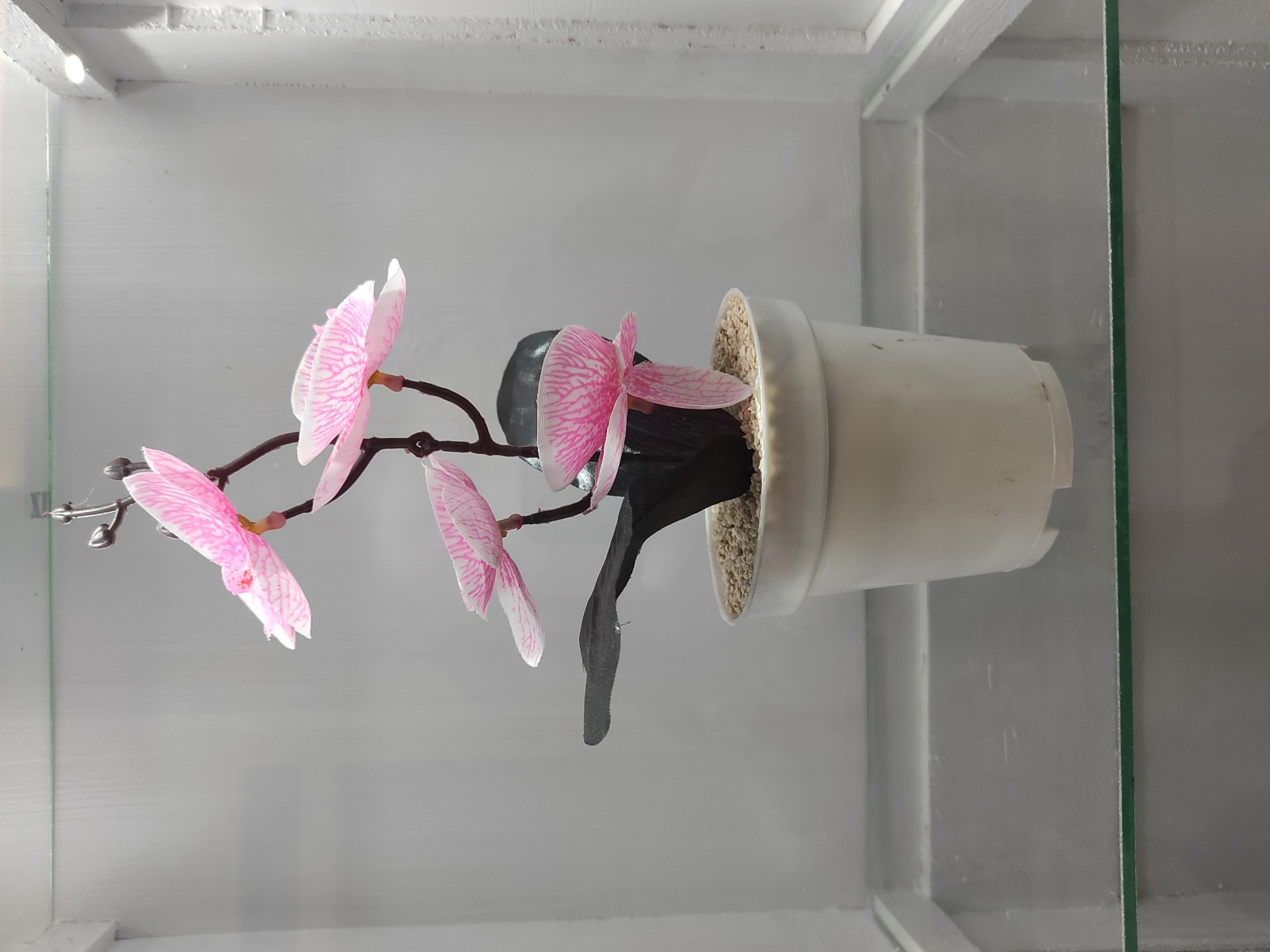 The image shows a potted artificial orchid plant with pink and white striped flowers and dark green leaves. The plant is in a white pot filled with small beige pebbles. The pot sits on a clear glass shelf, which is part of a display cabinet with white walls and a white frame. There is a hint of what appears to be another shelf below the one the plant is on. The lighting suggests an indoor setting, possibly a shop or a home. The image does not provide any information about the location in Sumedang, Indonesia.