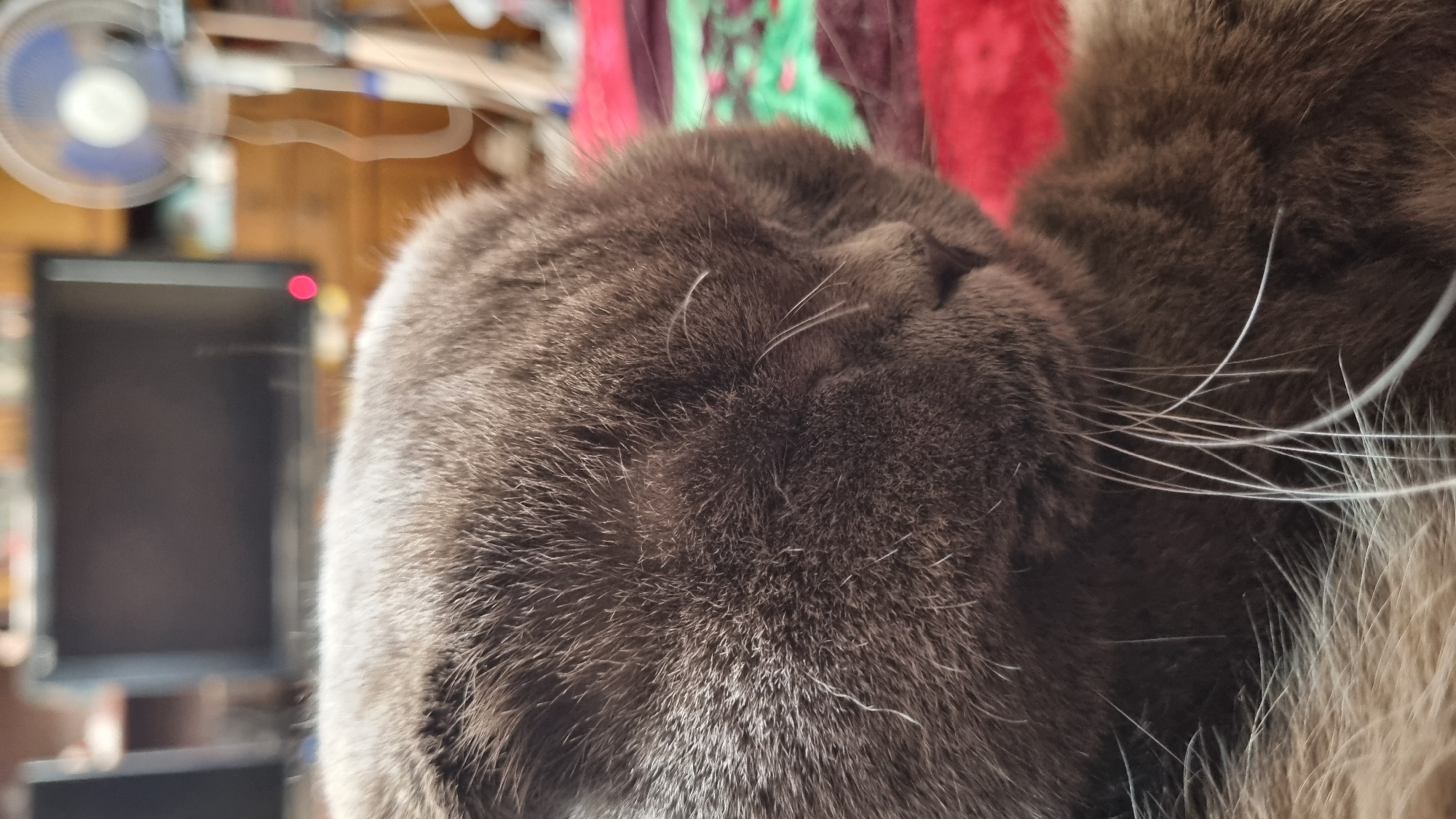 The image is a close-up, vertical shot of a gray cat's head, appearing to be asleep or resting. The cat's eyes are closed and its fur is soft and fluffy. The background is blurred, but suggests an indoor setting with furniture, possibly a television and a fan. There is no indication of the city of Vysokoe, Russia, or any other specific geographical location. The image focuses solely on the cat.