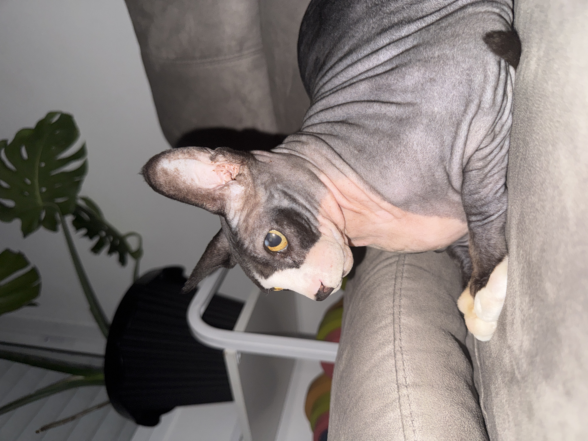 This image depicts a Sphynx cat in an indoor setting, reportedly located in Netanya, Israel. The cat, exhibiting the breed's characteristic hairless, wrinkled skin, displays a striking piebald coloration. Its body is primarily a dark grey, with noticeable areas of lighter pink skin on its chest, throat, and lower face. A distinct white marking covers its muzzle and forehead, framed by dark grey patches around its bright yellow eyes, which feature vertically elongated pupils. Its large, pointed ears are dark grey with visible pink interior skin, showing minor textural irregularities in the inner fold of the right ear.
The cat is positioned in a relaxed, recumbent posture on a grey upholstered sofa, with its front paws tucked beneath its chest, one white paw visibly resting atop the other. A small tuft of dark grey fur is visible at the very end of its tail. In the background to the left, a large potted plant, identifiable by its deeply lobed green leaves, stands in a black cylindrical pot on a white, open-frame shelf. The room is illuminated by artificial light, casting soft shadows and highlighting the cat's features.