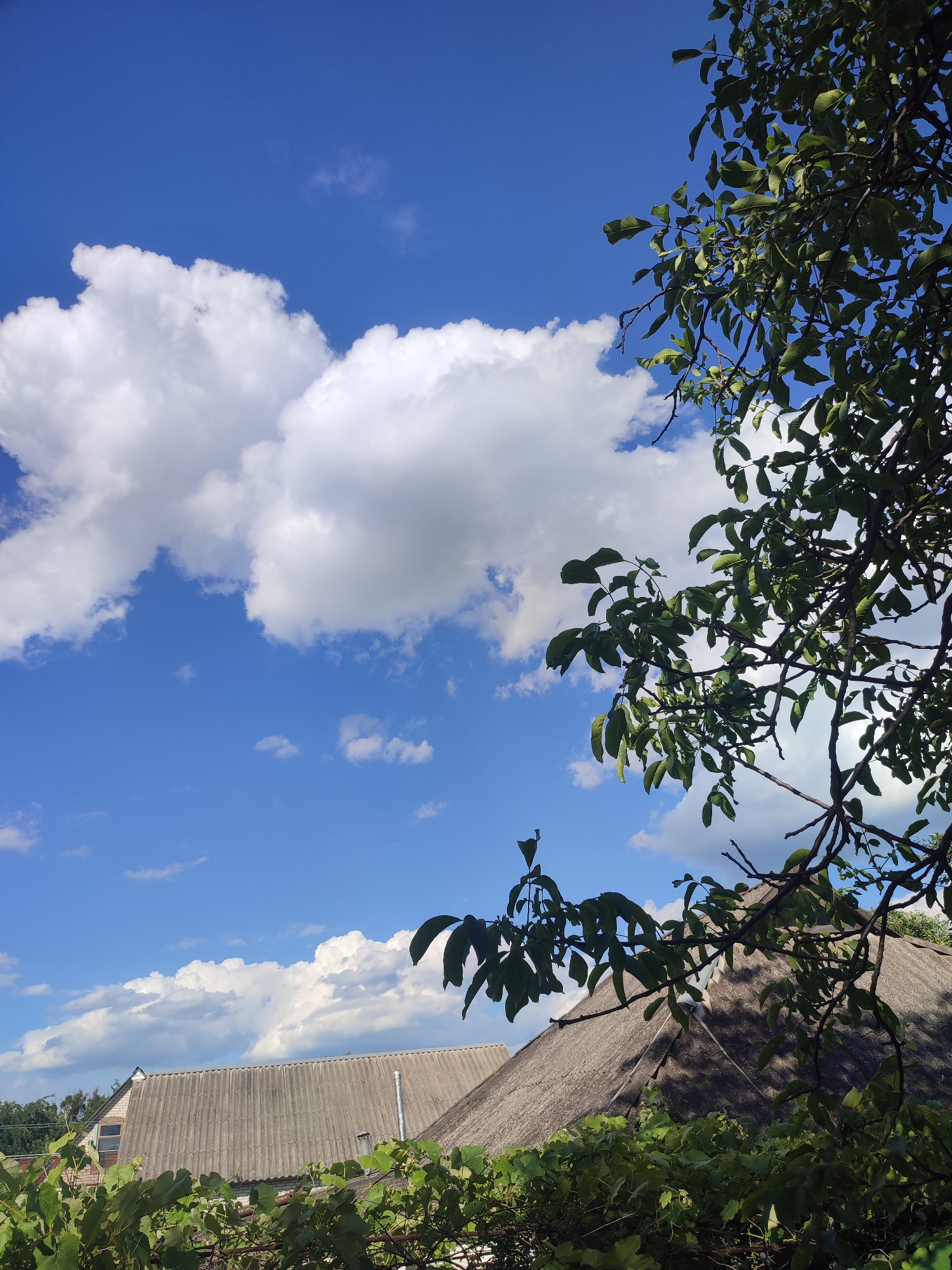 The image depicts a sunny day in Shyshaky, Ukraine, with a clear blue sky dotted with fluffy white clouds. In the foreground, lush green foliage, likely from a grape vine and a tree with broad leaves, partially obscures two rustic rooftops. The roofs are covered with gray corrugated material, characteristic of older rural buildings. One roof has a visible chimney. In the background, the bright blue sky dominates the upper portion of the frame, with large, cumulus clouds congregating on the left side. A tree branch with green leaves extends from the upper right corner, framing the scene. The overall impression is one of a serene rural landscape on a summer day.