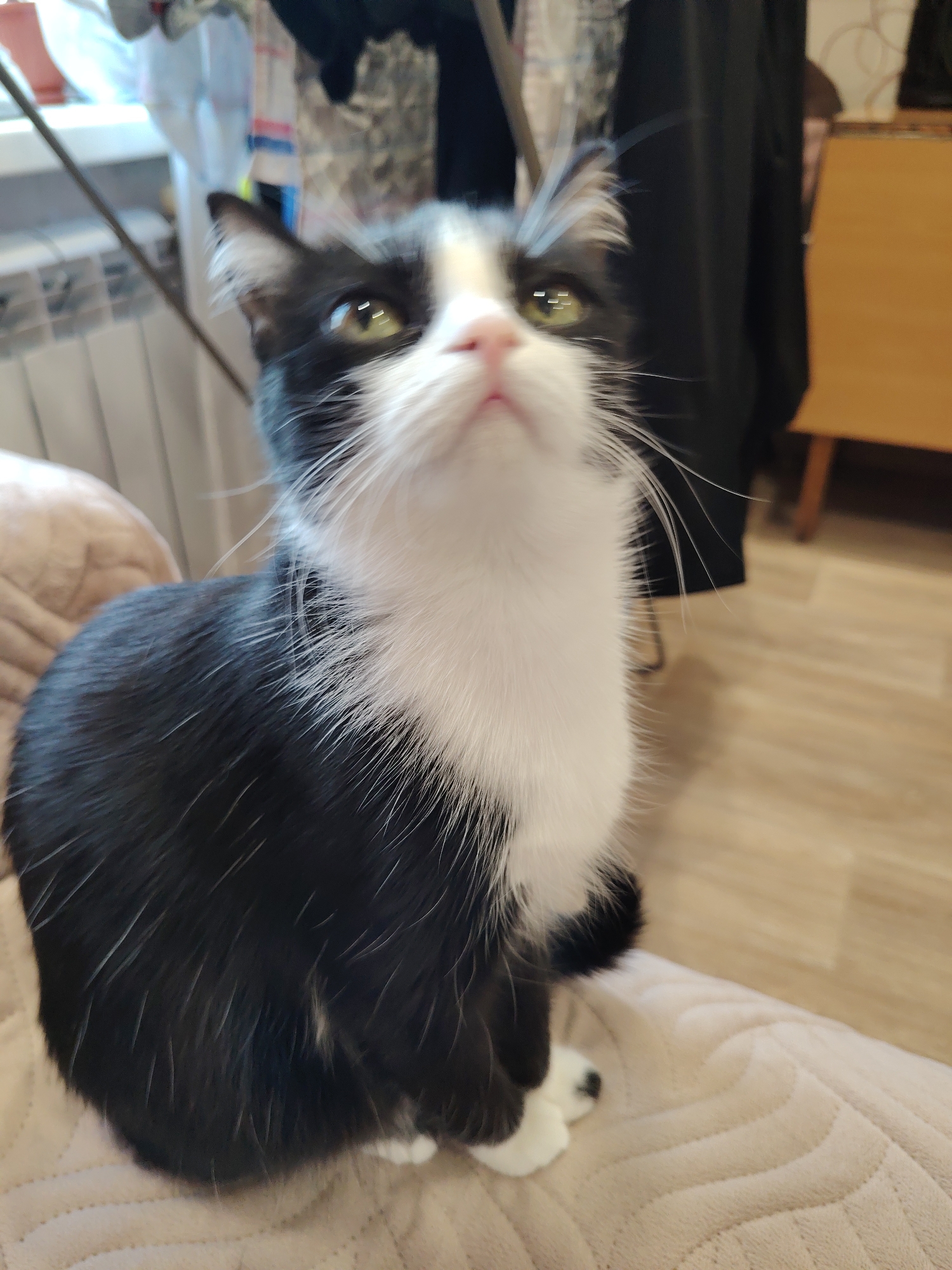 A black and white cat is sitting on a beige quilted surface, looking upwards. The cat has a black body with a white chest and neck, and a white face with black markings around the eyes. It has green eyes and a pink nose. The background is blurred, but includes a window, curtains, and a wooden cabinet. The floor appears to be laminate.