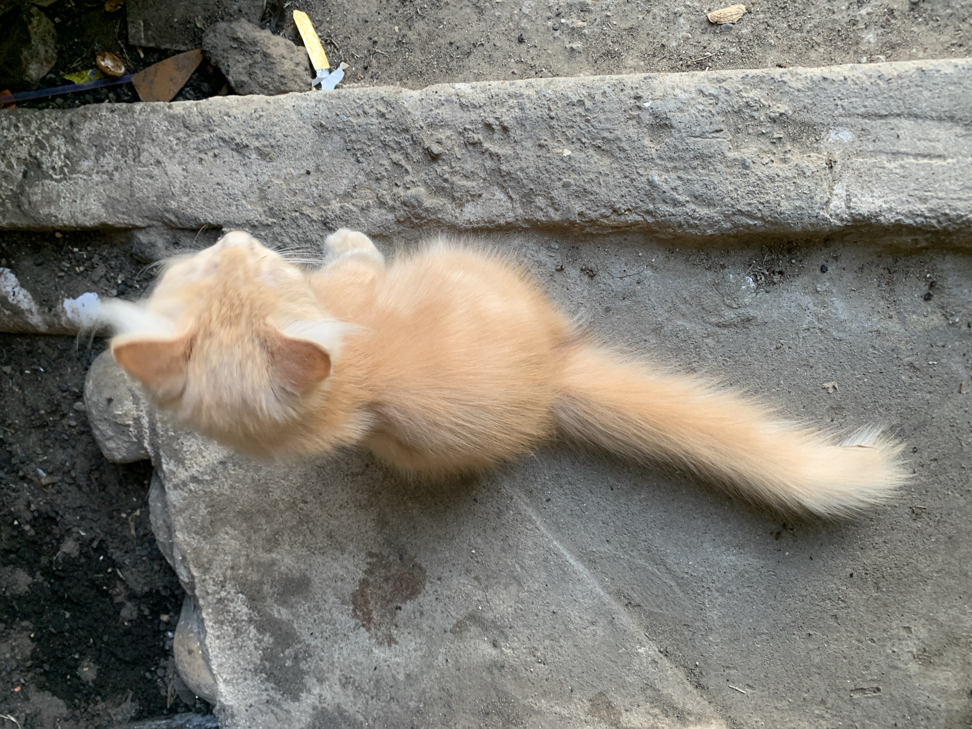 An overhead, slightly angled shot captures a fluffy, orange kitten lying on a textured concrete surface. The kitten is positioned lengthwise, with its head turned to the left and its tail extending towards the bottom right of the frame. The fur of the kitten is a light orange or peach color, with some white markings on its face and paws. Its body appears round and plump, suggesting it is a young kitten. The concrete surface is uneven and shows signs of wear and tear, with visible cracks and slight discoloration in some areas. The background consists of dark soil and small stones, with hints of dry leaves. To the right of the concrete, there are a few scattered items, including a small piece of yellow plastic. The lighting suggests an outdoor environment, possibly during the day. The scene appears to be located outdoors on the ground, potentially in a residential area or alleyway in Meunasahlhok, Indonesia.