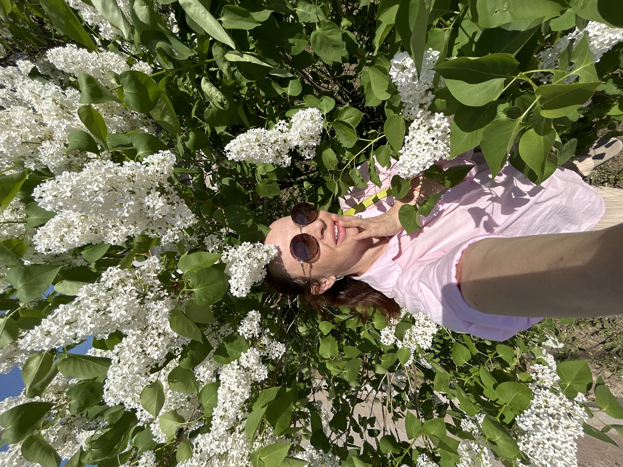 A woman wearing sunglasses and a pink shirt lies among white lilac bushes in an outdoor setting. The sky is partially visible in the upper left corner. The location is Chaikovsky, Russia.
