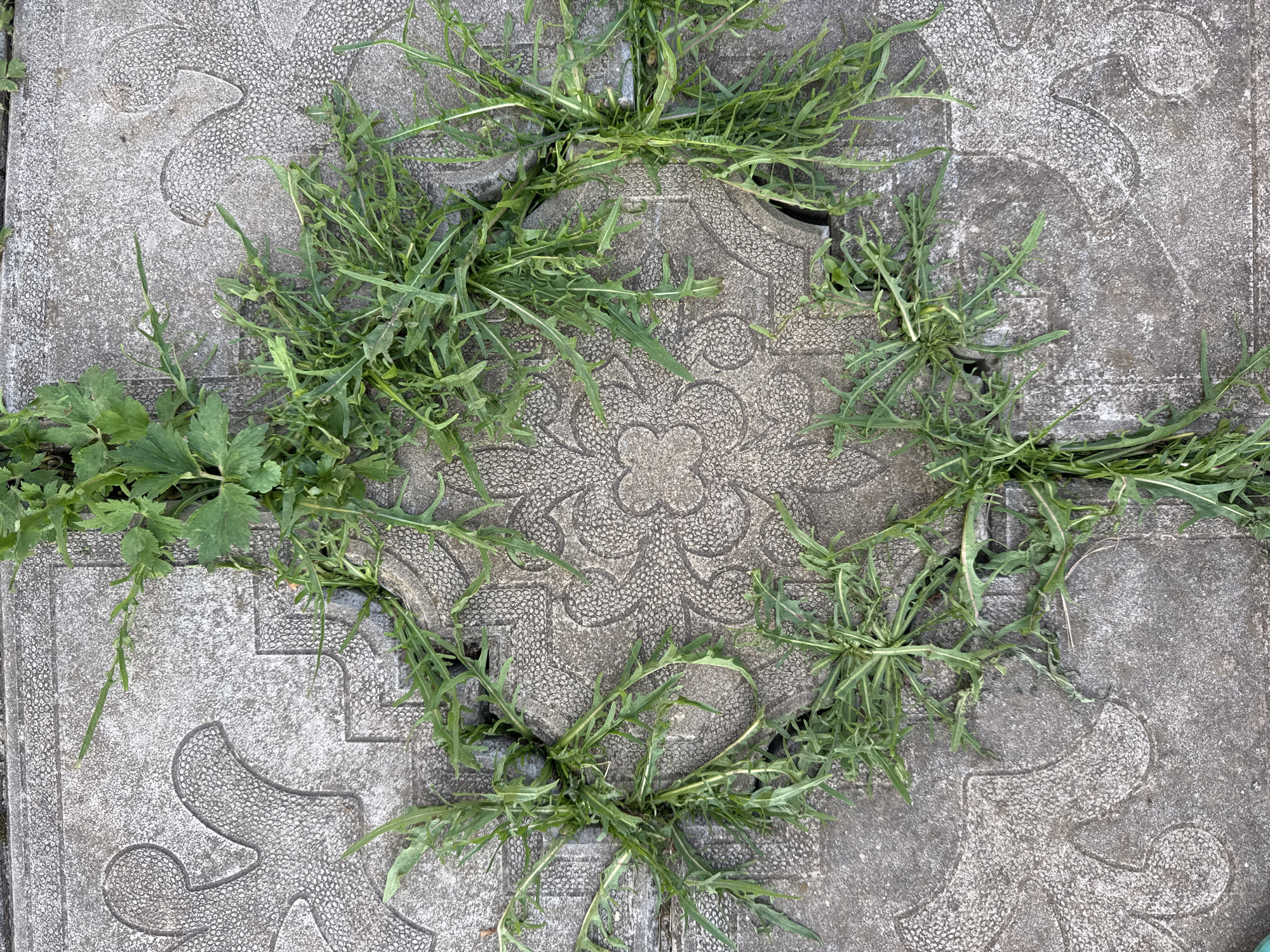 The image depicts a close-up, overhead view of concrete paving stones with a decorative floral pattern, likely in Rzhev, Russia. Several sections of the paving stones are cracked or separated, allowing green grass and weeds to grow through the crevices. The grass is dense and covers significant portions of the paving stones, particularly around the edges and in the gaps between them. The concrete itself appears aged and worn, with a textured surface. No people or animals are visible in the image. The overall impression is one of nature reclaiming an urban or suburban outdoor space.