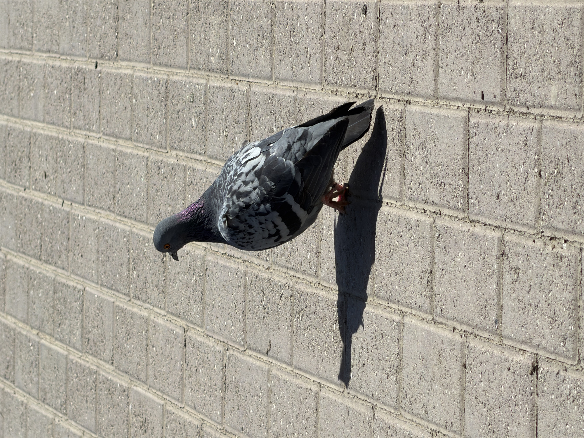 A pigeon is perched on a gray brick wall. The pigeon is gray with black and white markings, and has a dark purple neck. The pigeon is facing downward. Its shadow is cast on the wall behind it. The scene is brightly lit, likely due to sunlight. The wall appears to be an exterior wall. There is no information available in the image to confirm that this is Chaikovsky, Russia.