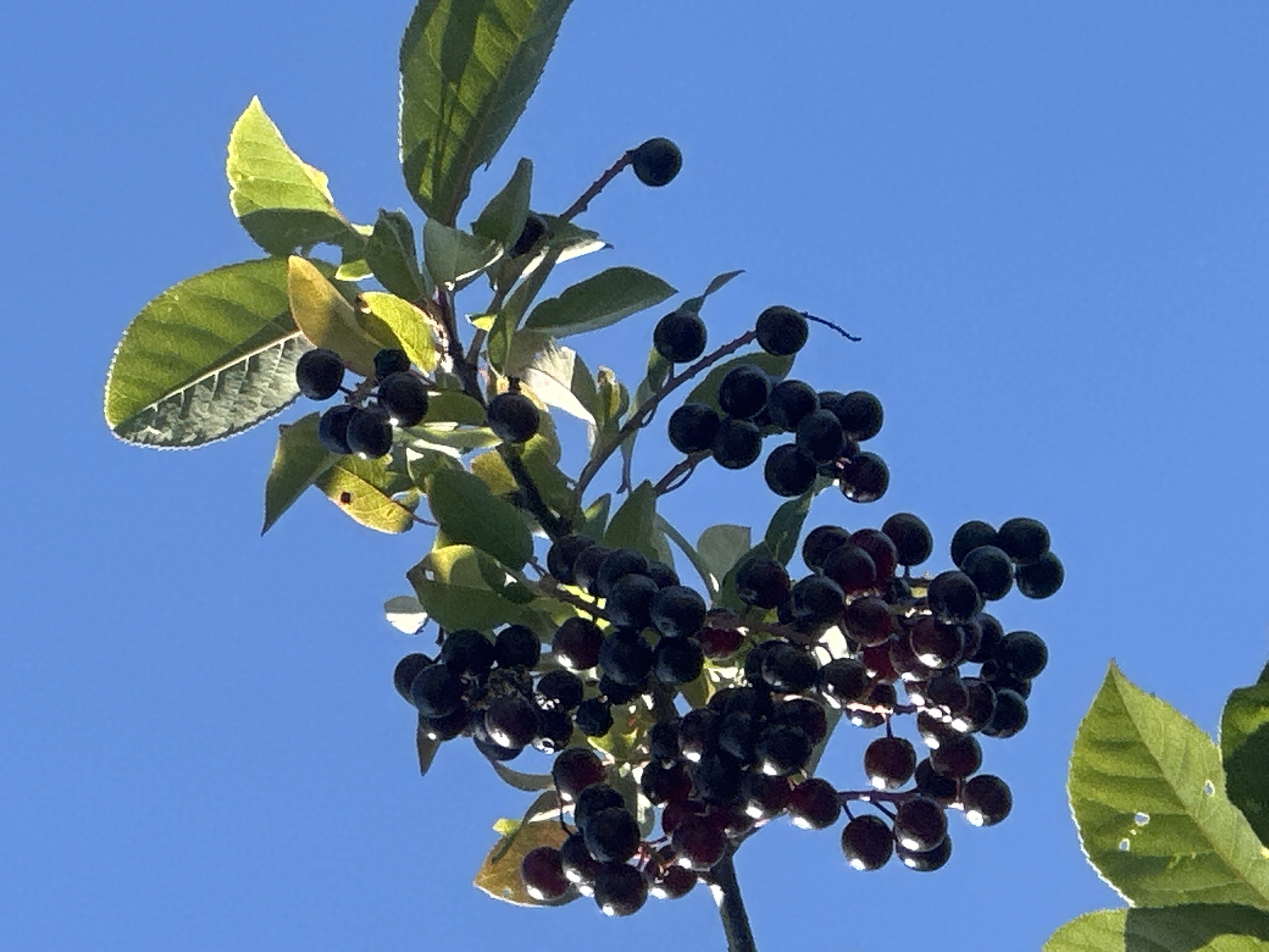 In a scene of natural abundance, a cluster of dark berries hangs from a branch against a clear blue sky. The berries, some appearing nearly black and others a deep purplish-red, are clustered in dense bunches. They are attached to thin stems, creating a cascading effect. Several green leaves are interspersed among the berries, some broad and veined, others smaller and more pointed. The leaves exhibit a healthy green hue, with some showing hints of yellow, suggesting the changing seasons. The sunlight illuminates the leaves, highlighting their texture and the delicate veins. The background is dominated by a vast expanse of uninterrupted blue sky, creating a stark and vibrant contrast with the dark berries and green foliage. The lower portion of the image reveals another large, green leaf, also showing signs of sunlight. This is a close-up, eye-level shot looking upward. The image captures a moment of natural beauty, showcasing the fruit of a plant against the backdrop of a clear day.