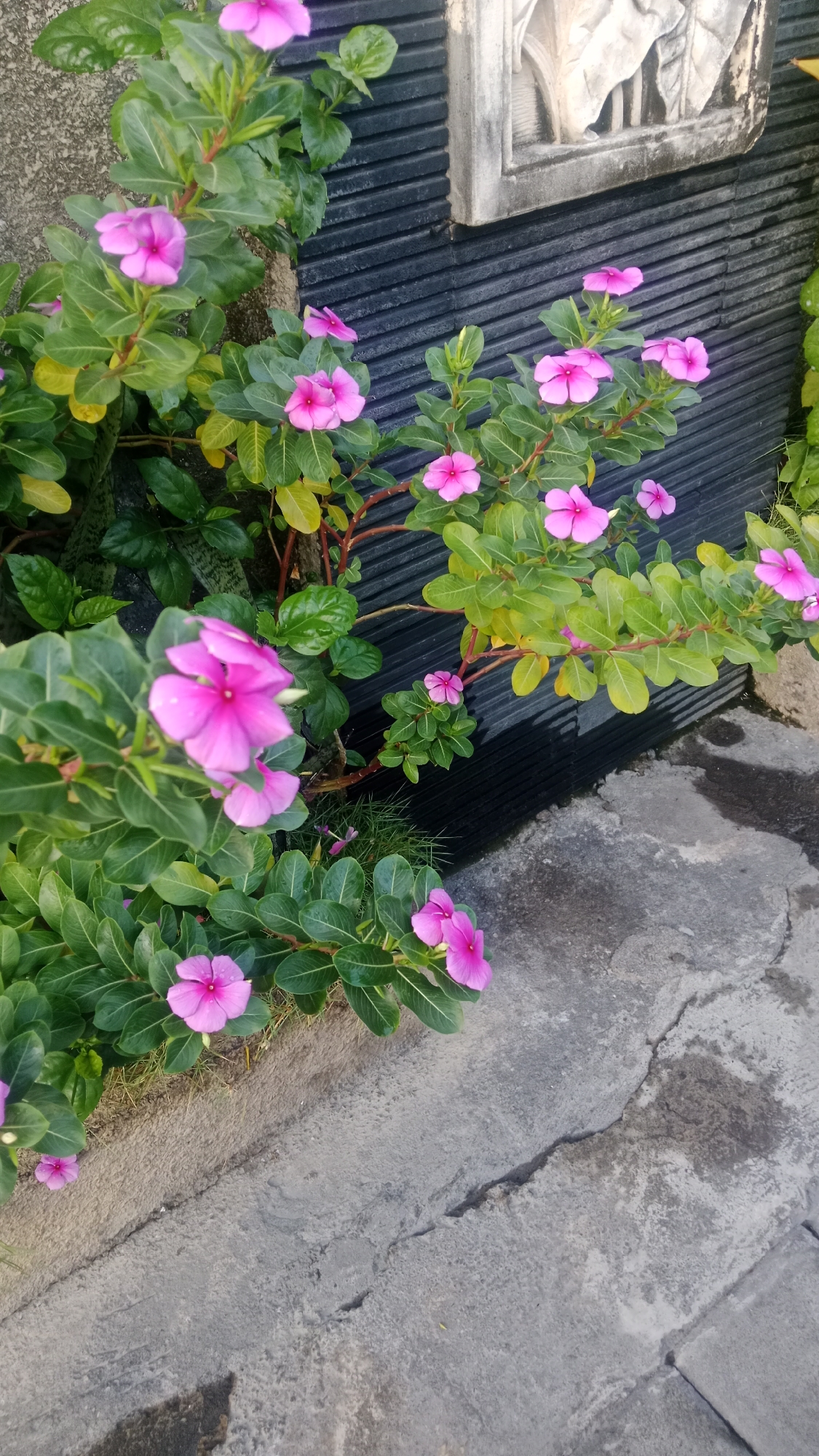 A garden scene unfolds with a cluster of vibrant pink vinca flowers blooming along a dark, ribbed wall, possibly a fence or decorative panel. The flowers, with their five-petaled structure and dark centers, are interspersed with lush green foliage, some leaves showing a slight yellowing, suggesting they are either nearing the end of their life cycle or receiving ample sunlight. The wall exhibits a textured, horizontal pattern. To the left of the flowers, a rough, grey concrete surface, possibly a sidewalk or pathway, is visible, showing signs of wear and a prominent crack. To the right of the wall, a darker, wet concrete area suggests recent rain or watering. In the upper right corner, a detail of a carved stone ornament, possibly part of a building or statue, is partially visible against the dark wall. The overall environment appears to be an outdoor urban setting, perhaps a residential garden or a public space in Denpasar, Indonesia, characterized by the combination of natural elements and man-made structures. No people are present in the image.