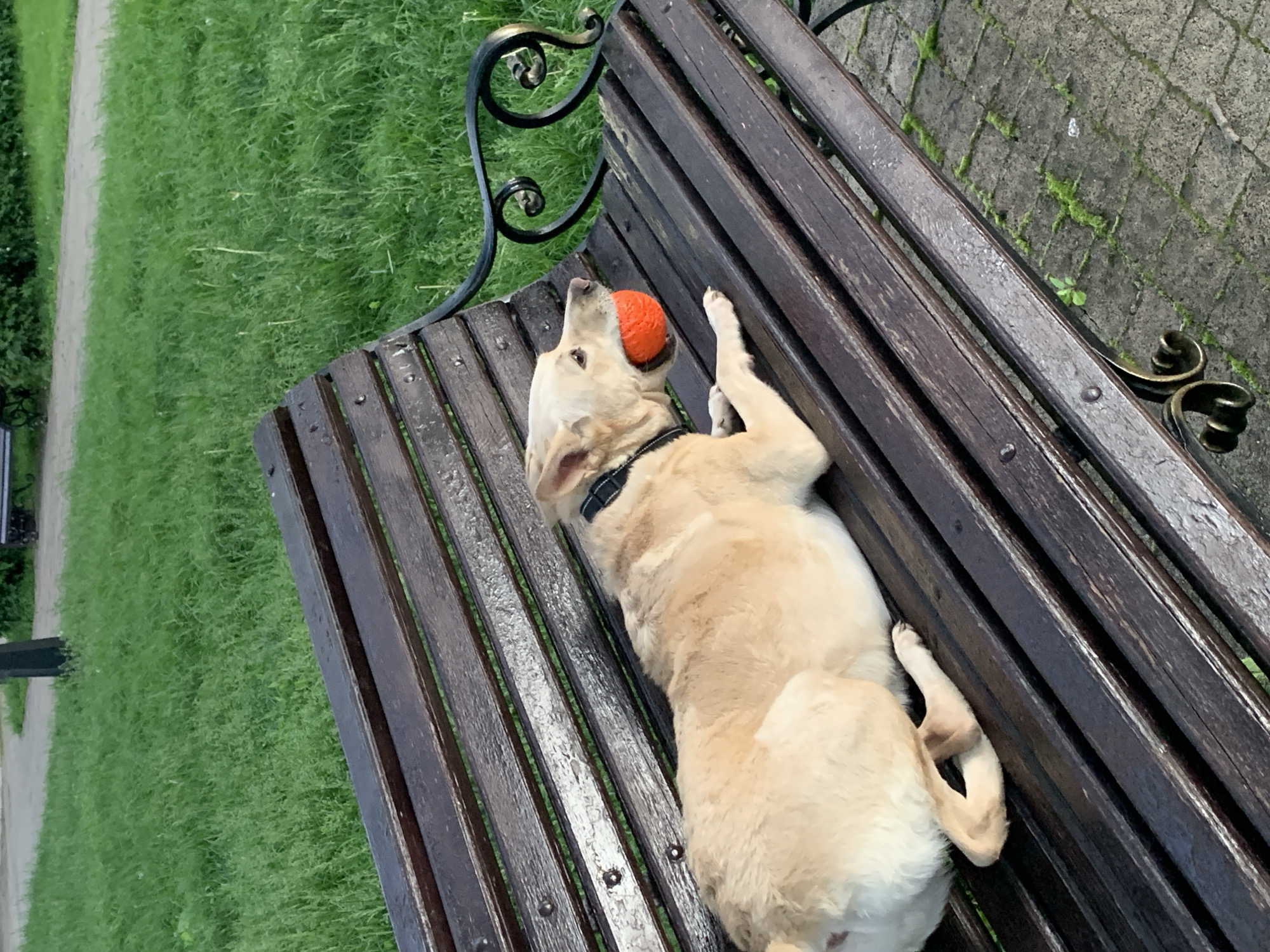 A medium-sized, light-yellow Labrador Retriever is lying on its back on a wooden park bench, with an orange ball balanced on its nose. The dog is wearing a black collar. The park bench is dark brown with decorative metal arms. The background shows a grassy area to the left and a paved walkway to the right. The location is Stavropol, Russia.