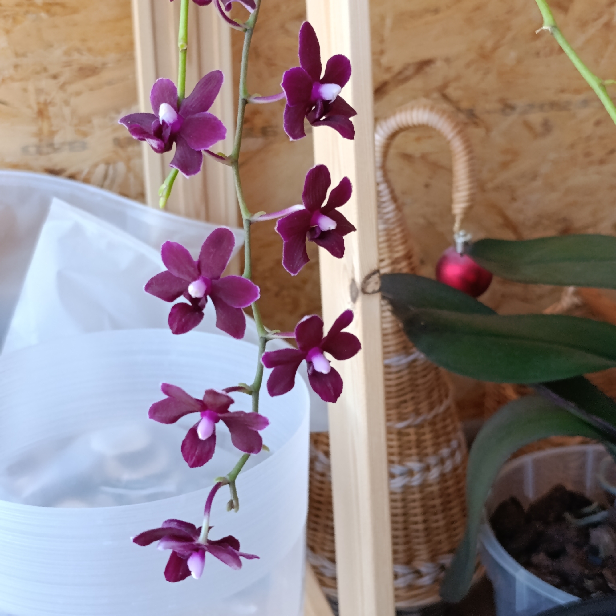A close-up shot shows a stem of dark magenta flowers with white centers cascading down. The flowers are small and have five distinct petals. Behind the flowers on the left is a translucent white container, possibly a pot. To the right, a light wooden frame is visible. Further back is a woven basket-like structure with a red ornament hanging from it, partially obscured by green leaves, suggesting a plant. The background appears to be a wooden wall with a plywood-like texture. There is no indication of the location being in the city of Марковский, Russia in the image.