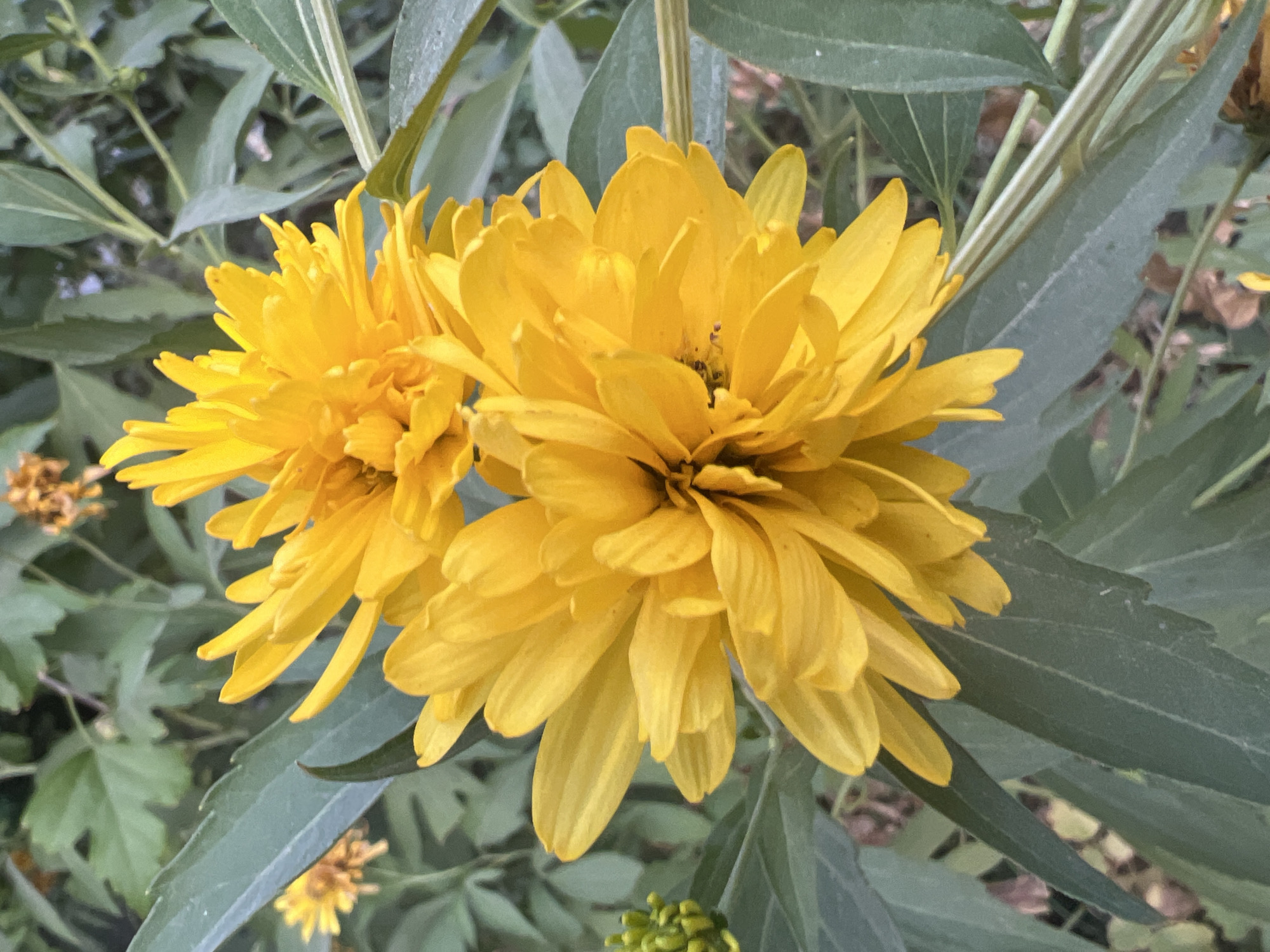 In this close-up shot, two bright yellow, double-petaled flowers dominate the frame. The larger flower in the foreground is in sharp focus, showcasing its layered petals and dark, textured center. Behind it, a second, slightly smaller flower is also visible, its petals appearing softer due to being out of focus. The flowers are nestled amongst lush, dark green foliage, with some leaves showing a slight sheen. A small cluster of green buds can be seen to the left of the main flowers. The overall impression is one of vibrant natural beauty, likely found in a garden setting. Given the prompt requests a specific location in Tashkent, Uzbekistan, and no visual cues within the image confirm this, the image itself cannot provide this information. However, if this image were indeed taken in Tashkent, it would likely depict a scene in one of the city's parks or botanical gardens, such as the Tashkent Botanical Garden or Amir Timur Square, known for their floral displays.