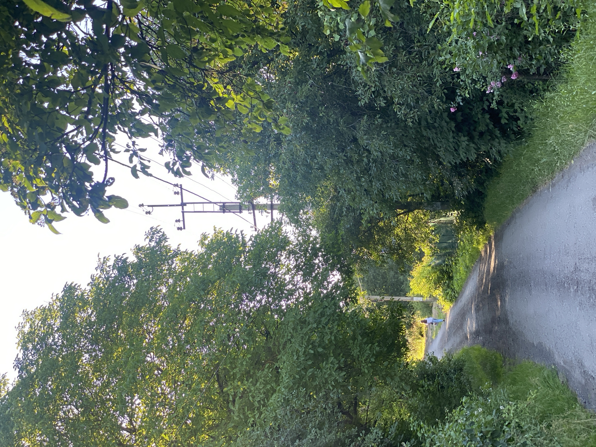 The image depicts a rural scene with a paved road winding through lush greenery. Tall trees line both sides of the road, their leaves forming a canopy that casts dappled shadows. Sunlight filters through the foliage, suggesting it is daytime, likely late afternoon due to the warm glow and long shadows.
In the distance, a person in a white shirt and blue jeans walks along the road. The person appears to be alone. The surrounding vegetation is dense, with various shades of green indicating a healthy natural environment. Some small pink flowers are visible amidst the greenery on the right side of the road.
Utility poles and wires are present, indicating the presence of infrastructure in this otherwise natural setting. The overall mood is tranquil and serene, evoking a sense of peace and the simple beauty of the countryside. No visible text is present in the image.