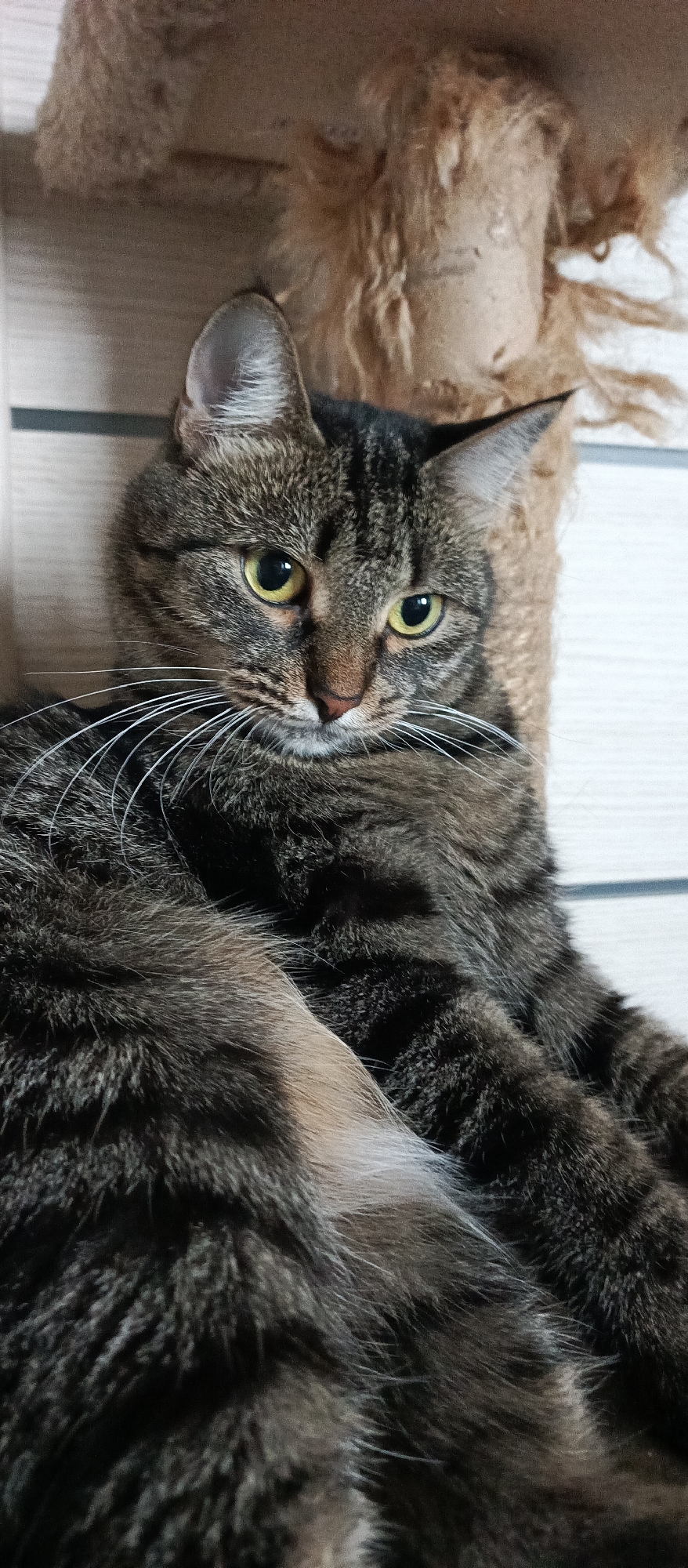 A close-up, eye-level, vertical shot shows a tabby cat lying down indoors. The cat's fur is a mix of dark brown, black, and lighter tan stripes. Its eyes are open and yellow-green, and its whiskers are long and white. The cat is positioned on a tan-colored, textured surface that appears to be part of a cat tree or scratching post, which is to the upper right of the frame. Behind the cat and to the left, a light-colored wooden or paneling surface is visible, with horizontal lines suggesting planks. The lighting is soft, illuminating the cat's face and body. No people are present in the image. The image was taken in Металлплощадка, Russia.