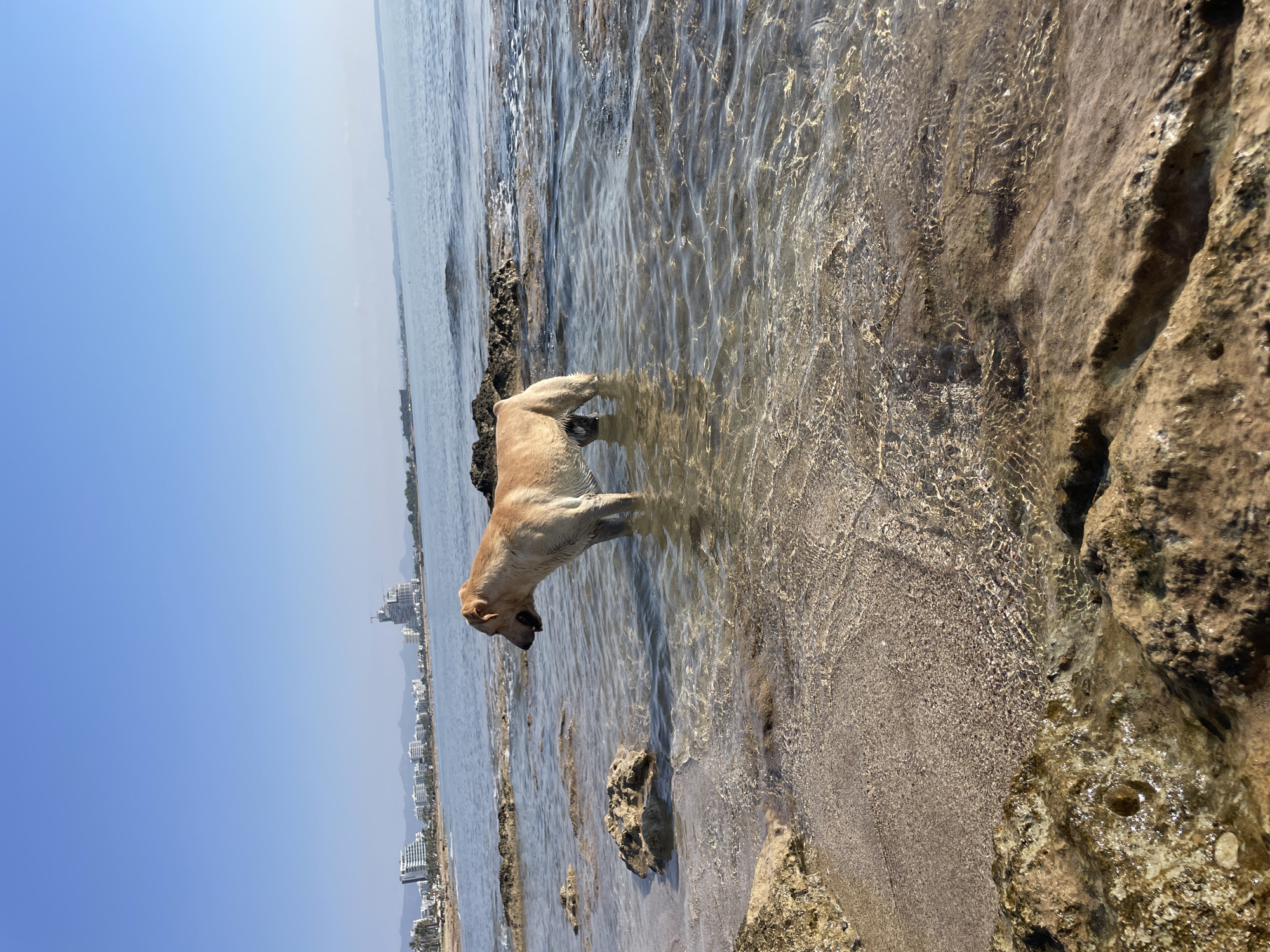 A light brown dog stands in shallow, clear water near the shore. The dog is facing left, with its head down as if drinking or investigating something in the water. Its hind legs are submerged. Rocky formations are visible in the foreground and mid-ground of the water. In the background, a city skyline with buildings and palm trees lines the coast, and the sea extends to the horizon under a clear blue sky. The location is identified as Spathariko, Northern Cyprus / Cyprus.