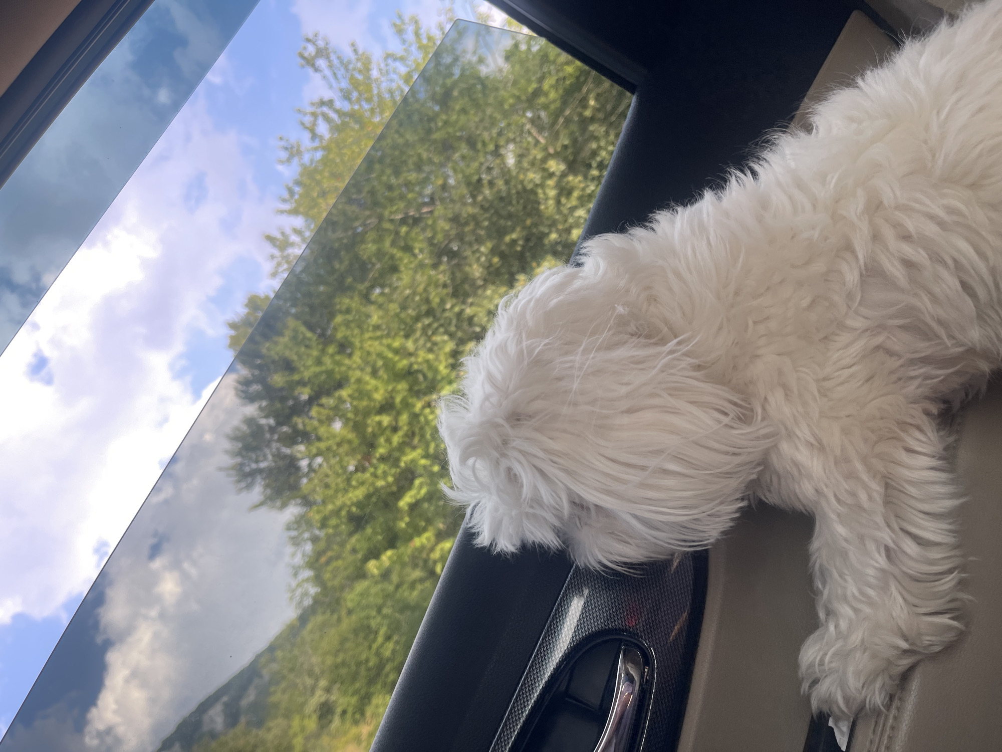 A fluffy white dog is looking out of a car window. The dog is positioned in the foreground, with its head and paws visible. The car's interior, including the door handle and seat, is visible in the lower part of the image. Outside the window, a lush green forest and a blue sky with white clouds can be seen. The scene appears to be captured in a natural setting, possibly in Godijelji, Montenegro, given the mention of its location. The lighting suggests it is daytime.