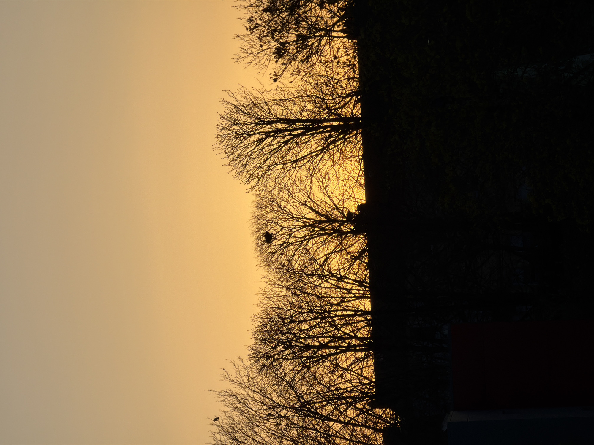 The image depicts a sunset scene in Esch-sur-Alzette, Luxembourg. The sky is a pale yellow-orange. Silhouetted trees are visible, devoid of leaves. The silhouette of a dark building is on the right side. Small birds are seen sitting on the tree branches. One of the trees has a bird nest. The photograph is taken vertically.