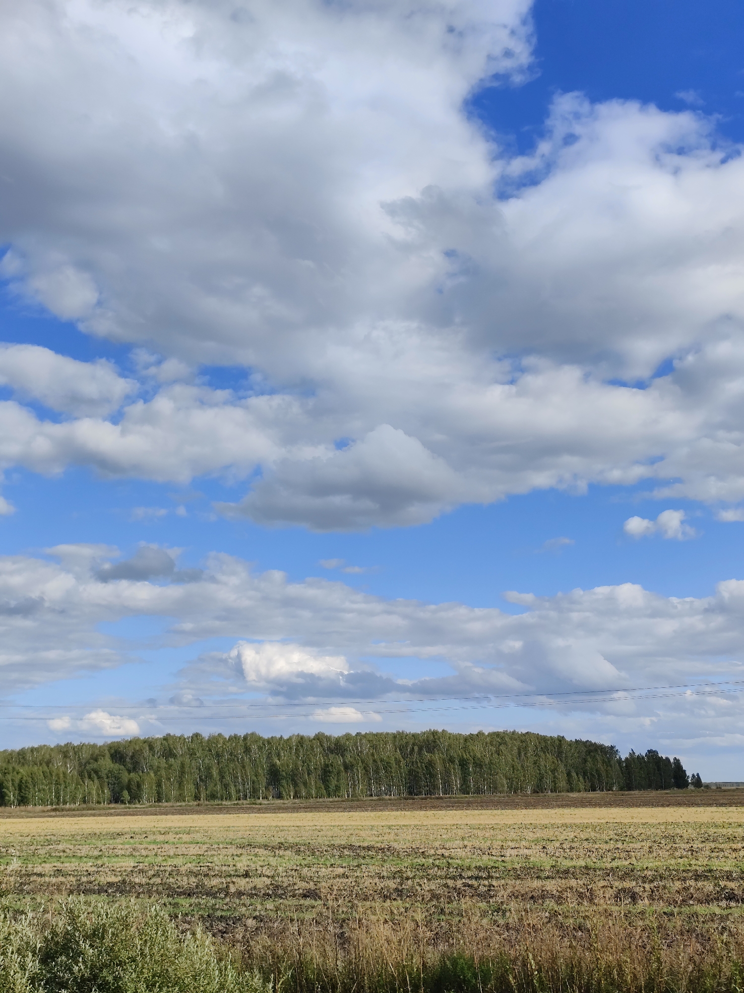 A low-angle, vertical shot captures a landscape with a bright blue sky filled with dramatic white and gray clouds. In the mid-ground, a dense line of green trees stretches horizontally across the frame, appearing to be a forest edge. In front of the forest, there are two fields: the upper field is a light brown, possibly harvested crop, and the lower field exhibits a patchwork of brown soil and sparse green vegetation. The foreground is dominated by tall, dry grasses and some green shrubbery. Power lines are visible strung across the sky above the tree line. The scene is a rural landscape.