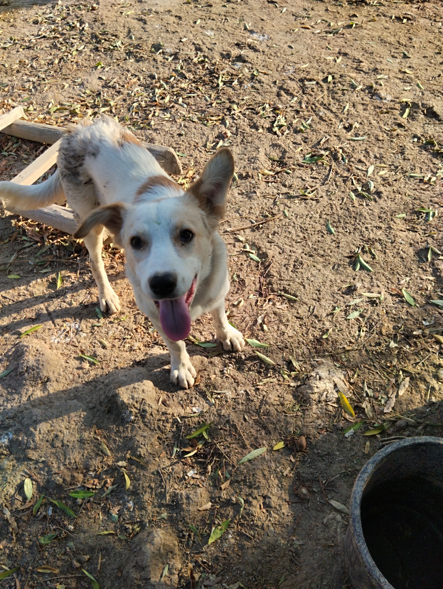 A medium shot captures a medium-sized, mixed-breed dog standing on a dirt ground covered with dried leaves and twigs. The dog is mostly white with brown markings on its head and back. It is panting, with its tongue hanging out, and looking directly at the camera. The dog has erect ears and appears to be in good health. Behind the dog, a wooden structure, possibly a piece of furniture or construction material, is partially visible. To the right of the frame, a dark, cylindrical object, likely a bucket or container, is present. The environment appears to be an outdoor setting in a rural or semi-rural area, possibly in the city of Qanlikul, Uzbekistan, given the dry, dusty ground and scattered vegetation. The lighting suggests it is daytime, with shadows cast on the ground.