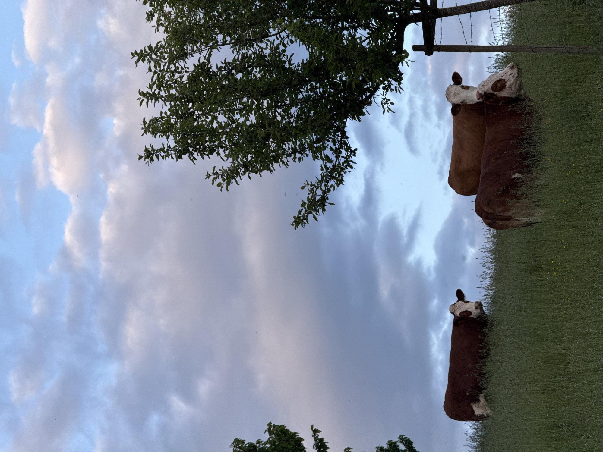 The image depicts a rural scene, possibly in or near Junglinster, Luxembourg. Two brown and white cows are standing in a field of tall green grass, near a barbed-wire fence and a wooden post. A tree with green leaves is positioned near the fence. The sky is filled with clouds. The photograph is oriented with the horizon vertically.
