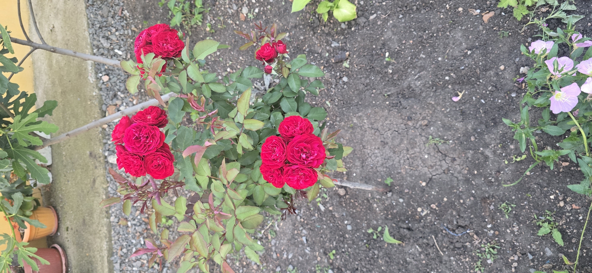 In the city of Kalchevo, Bulgaria, a close-up, eye-level shot captures a cluster of vibrant red roses blooming in dark soil. The roses are the primary subject, with several prominent clusters of fully opened flowers, their petals tightly packed and a deep crimson hue. The leaves of the rose bush are a healthy green, interspersed with some reddish-brown new growth. Behind the roses, a slender tree trunk is visible, its bark a neutral grey. In the background, a fig tree with large, green leaves is partially visible, its branches extending into the frame. The ground is a mix of dark, cracked soil and small grey pebbles. To the right and lower portion of the image, a scattering of delicate pink flowers with yellow centers are growing low to the ground. Several terracotta and orange pots are also visible in the far background, hinting at a garden setting. The lighting suggests an overcast day, casting soft shadows.