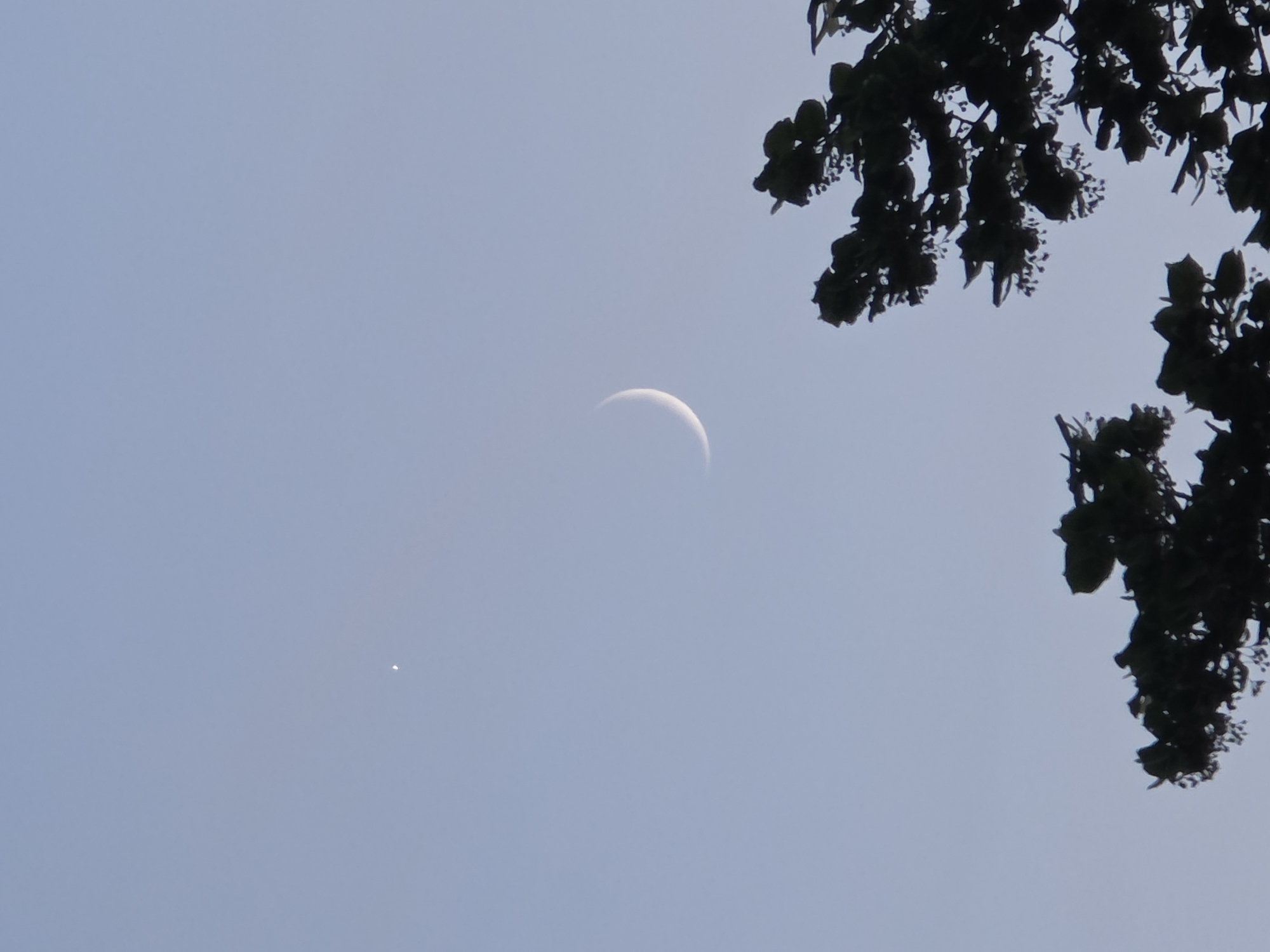The image shows a clear, pale blue sky at dusk or dawn, with a thin crescent moon visible in the upper right quadrant. To the left of the moon, a small, bright point of light, likely a planet or a star, is also visible. In the lower portion of the image, the silhouetted branches and leaves of a dark green tree are visible, framing the celestial bodies. The scene is devoid of any human presence or urban elements, suggesting an outdoor location, possibly a park or a rural area.