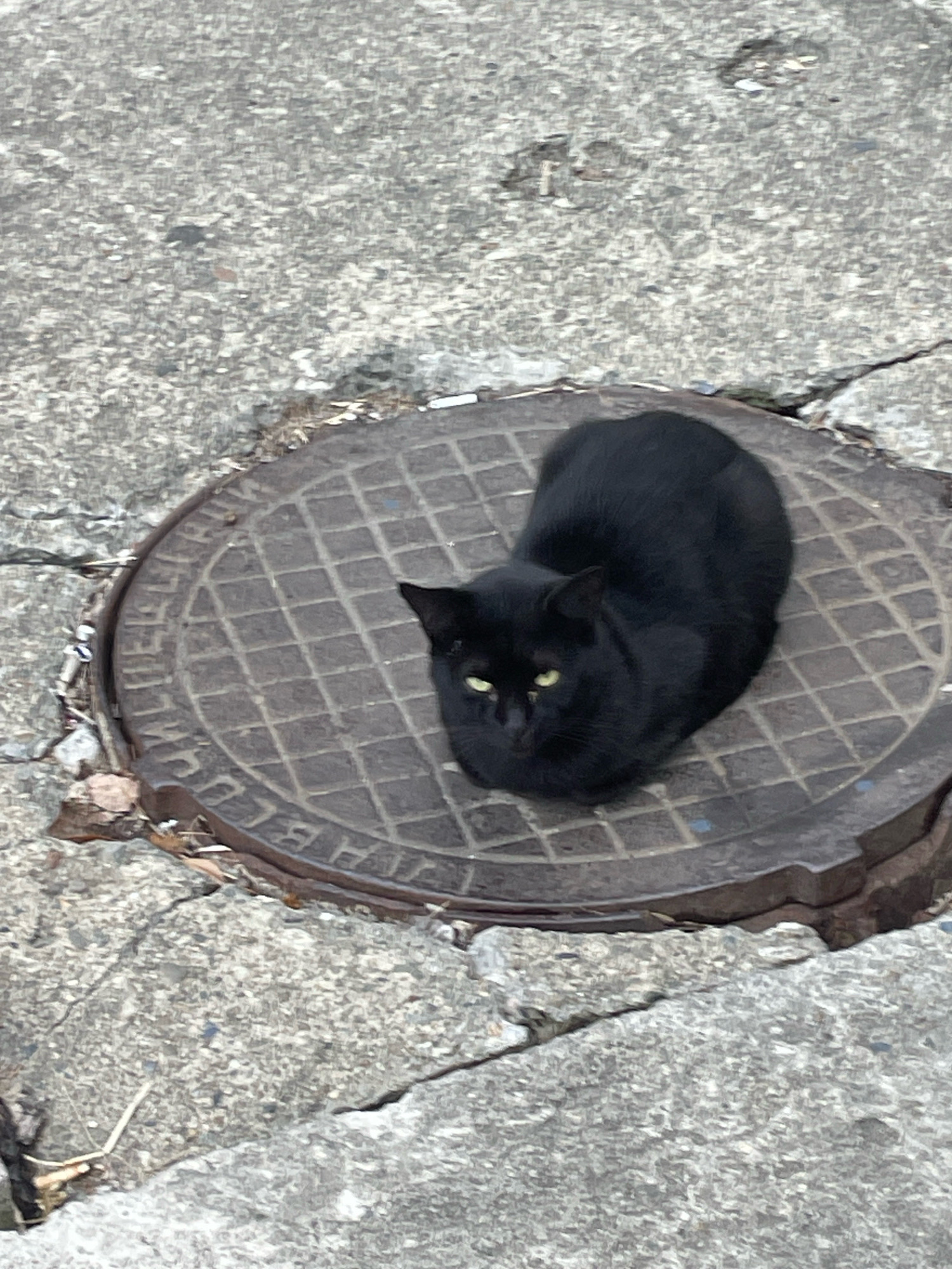 A black cat with yellow eyes is sitting on a circular metal manhole cover in Sochi, Russia. The manhole cover is on a cracked concrete surface, possibly a sidewalk or road. Some dry leaves and debris are scattered around the manhole cover.