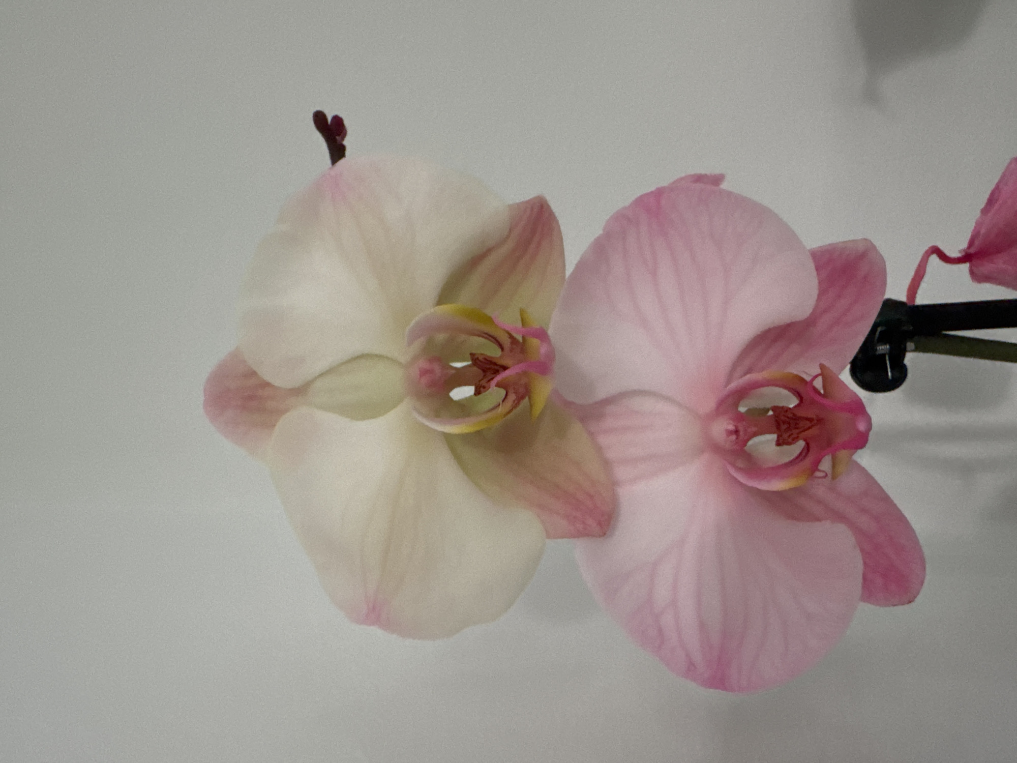 The image shows two orchid flowers. One is predominantly white with pink edges and a yellow and pink center. The other is pink with a darker pink center. A section of the black stem is visible in the background of the pink flower, with a small pink flower budding off the right side. The backdrop is a plain white or light gray surface. The setting is not discernable, so the location in Plovdiv, Bulgaria, cannot be determined. There are no people visible in the image.