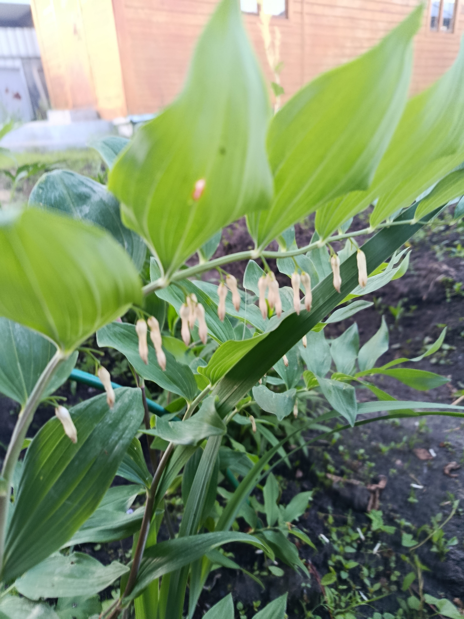 This close-up outdoor image, captured in the city of Верея, Russia, prominently features a *Polygonatum* plant, commonly known as Solomon's Seal, dominating the foreground and midground. The plant displays numerous large, ovate, vibrant green leaves arranged alternately along its stems. Beneath the foliage, multiple bell-shaped, pendulous flowers, appearing light beige or pale yellow, hang individually and in small clusters. The flowers exhibit an elongated, narrow form.
The ground visible beneath the plant, particularly on the right and bottom, consists of dark, tilled soil with sparse green weeds and scattered small, white, elongated debris, possibly fallen petals or plant matter. A segment of a green garden hose or pipe runs horizontally through the midground, partially obscured by the plant's leaves.
In the background, a large, light brown or reddish-brown wooden building or wall, constructed with horizontal paneling, occupies the upper right portion of the frame. A faint, blurry rectangular shape suggestive of a window is discernible on its right side. To the upper left, a blurry, lighter-colored structure, possibly a fence or an ancillary building, is present. The scene is illuminated by soft, warm light, characteristic of either early morning or late afternoon conditions. No human subjects are present in the image.