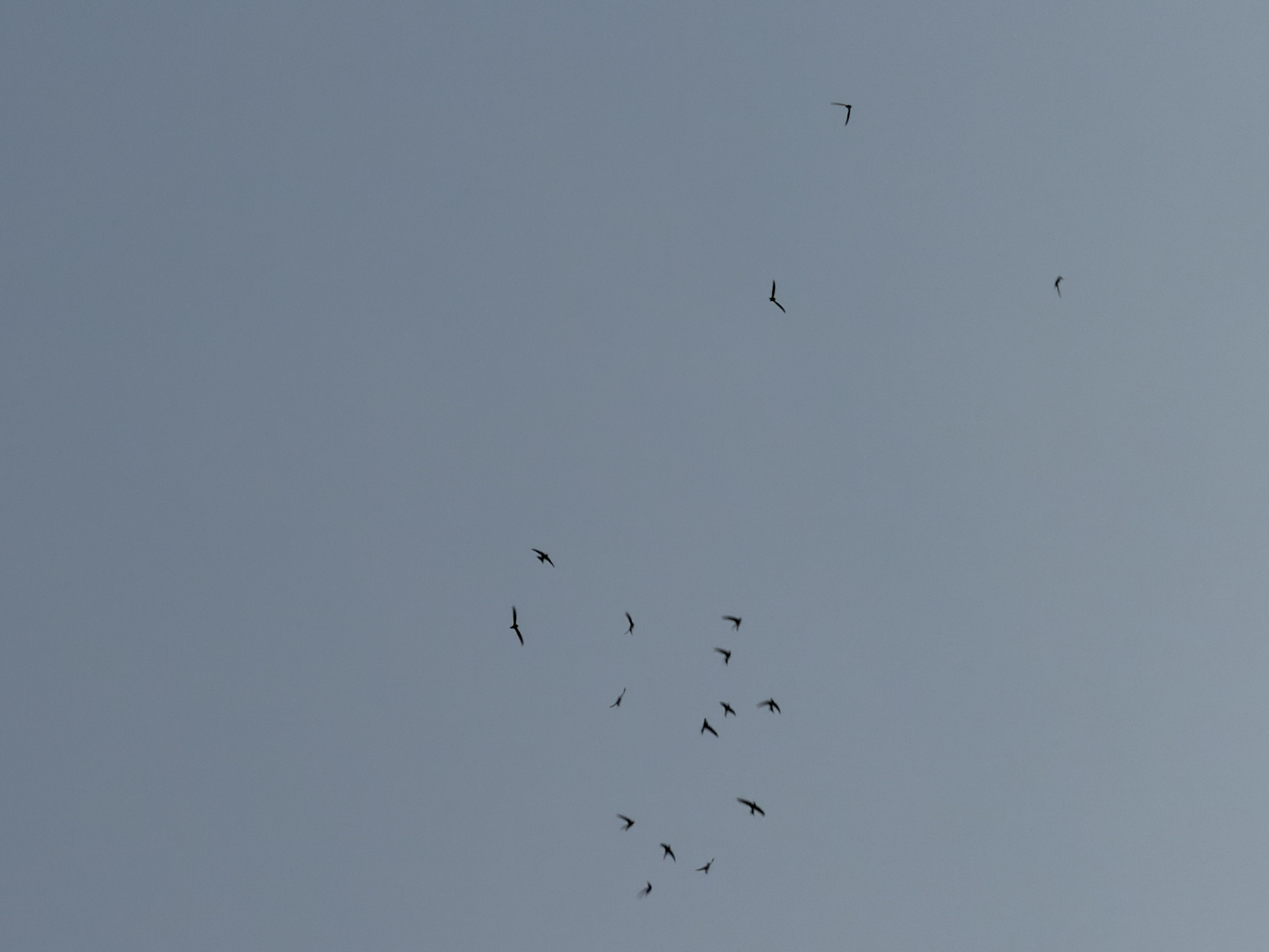 The image shows a flock of birds flying in a clear, overcast sky. The birds are silhouetted against the light sky, making it difficult to discern specific details about their species or appearance. They are spread out, with some birds flying individually and others in small groups. The overall impression is one of movement and freedom in an open sky. The provided information states the image is from Yakutsk, Russia, but there are no visible landmarks or environmental cues in the image to confirm this location. The scene is devoid of any human presence or man-made objects.